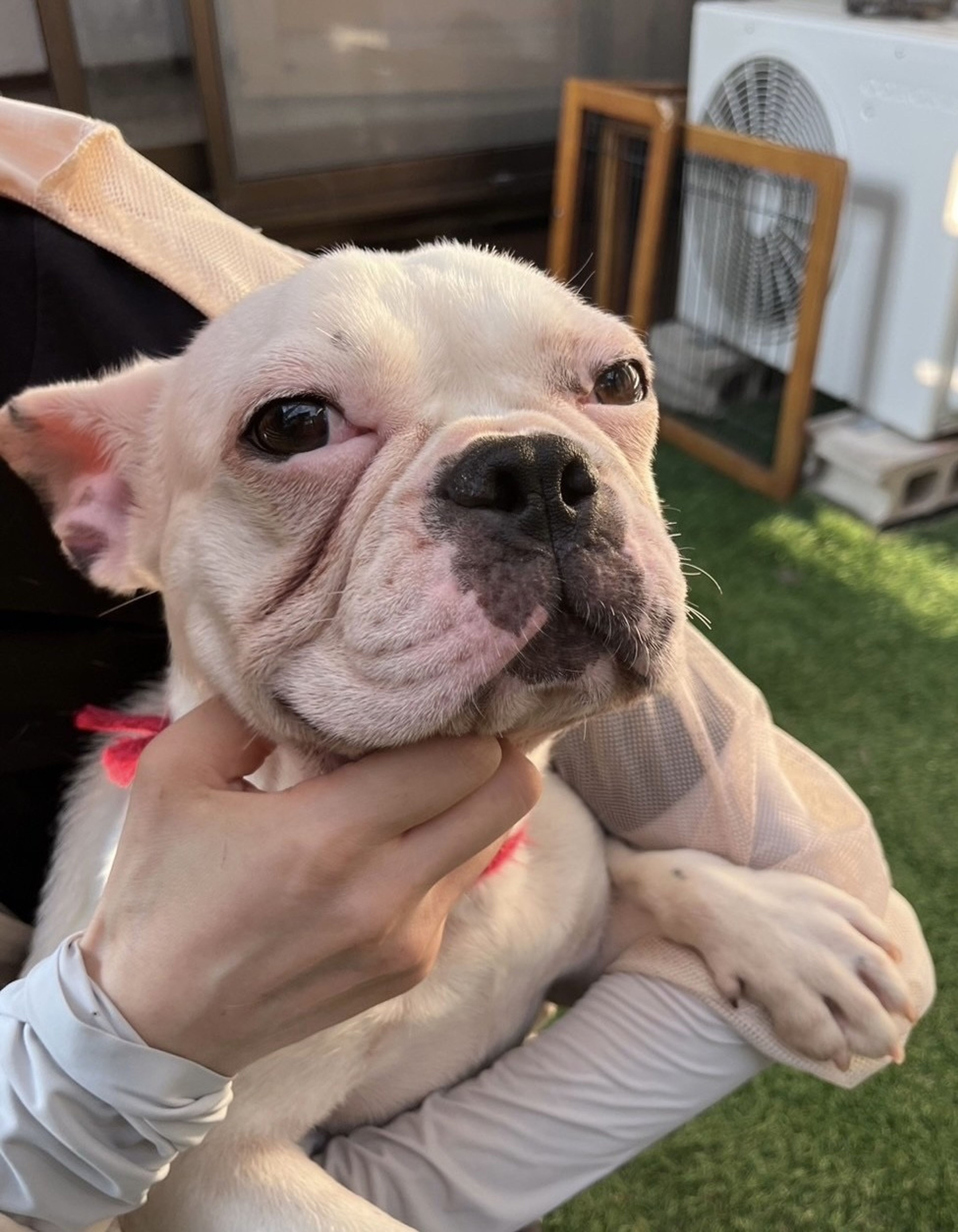 pet-image-9