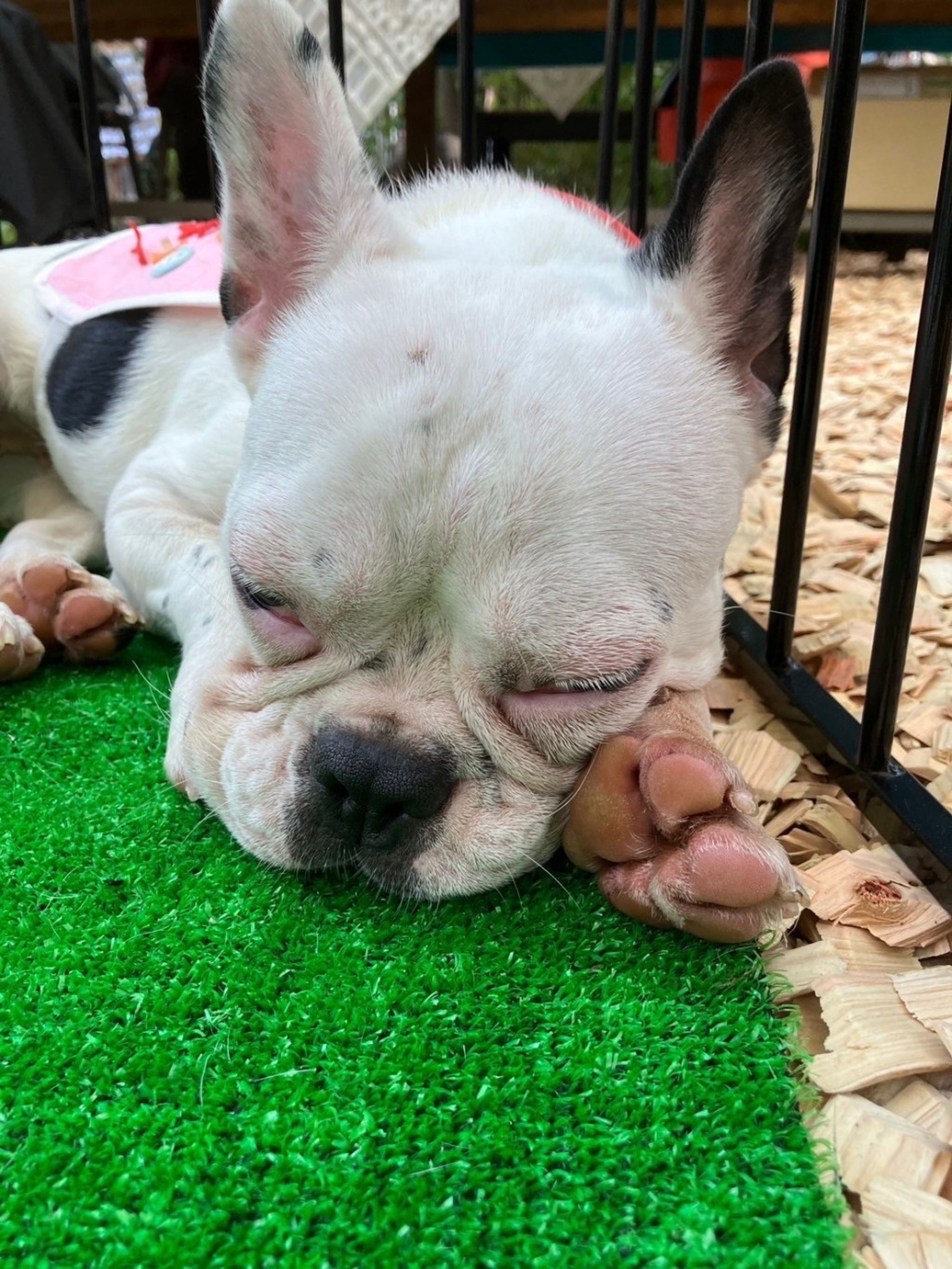 pet-image-3