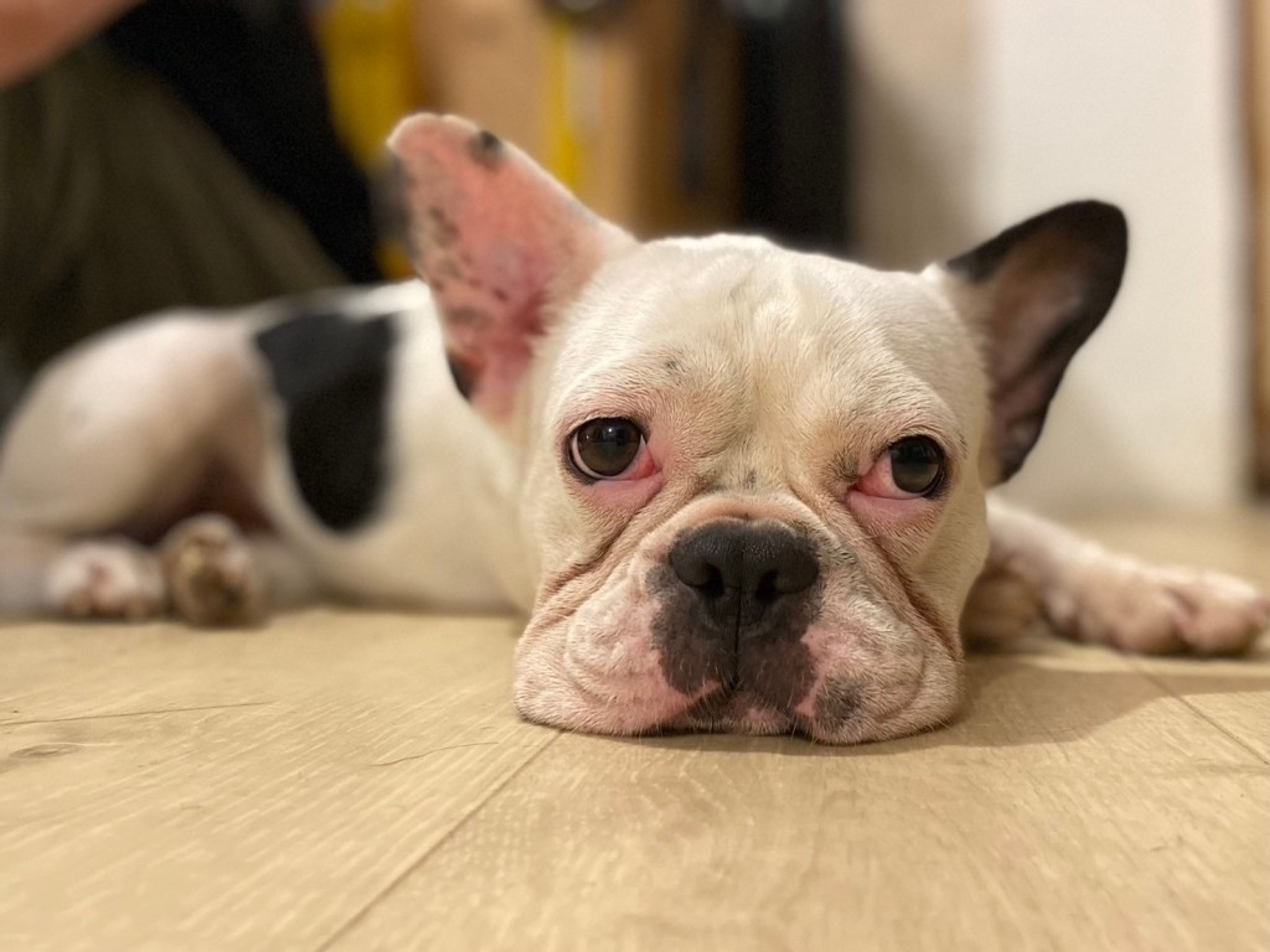 pet-image-2
