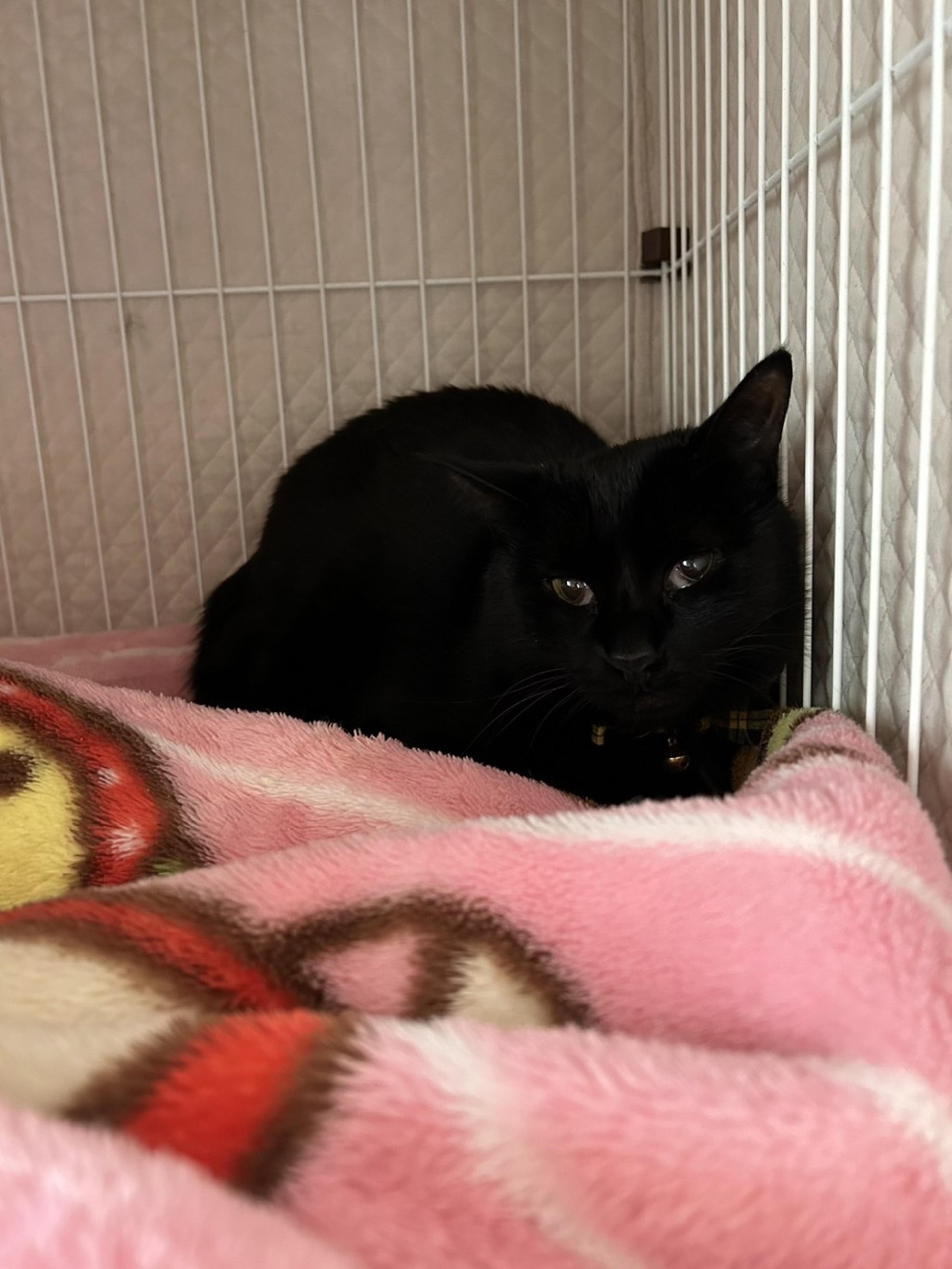 pet-image-4