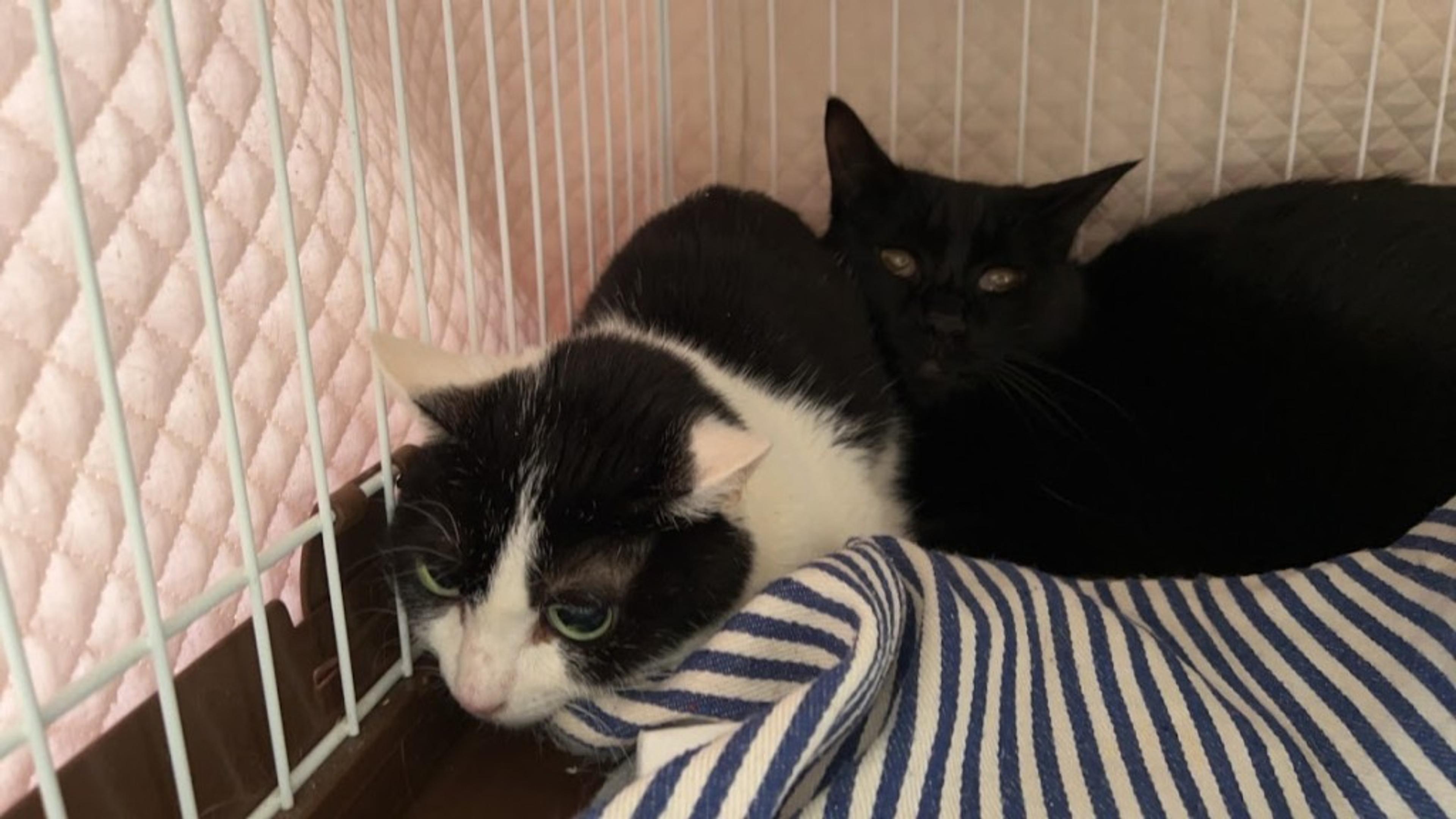 pet-image-5