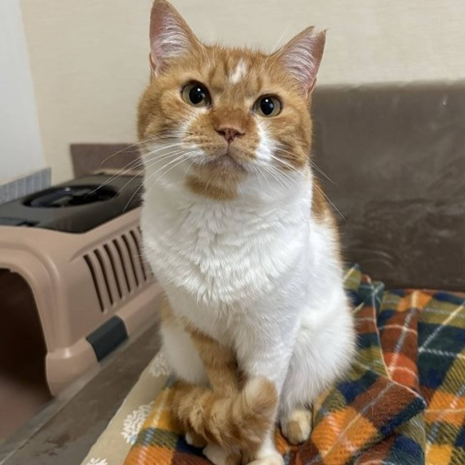 雑種（ミックス猫）・メスの里親募集の写真