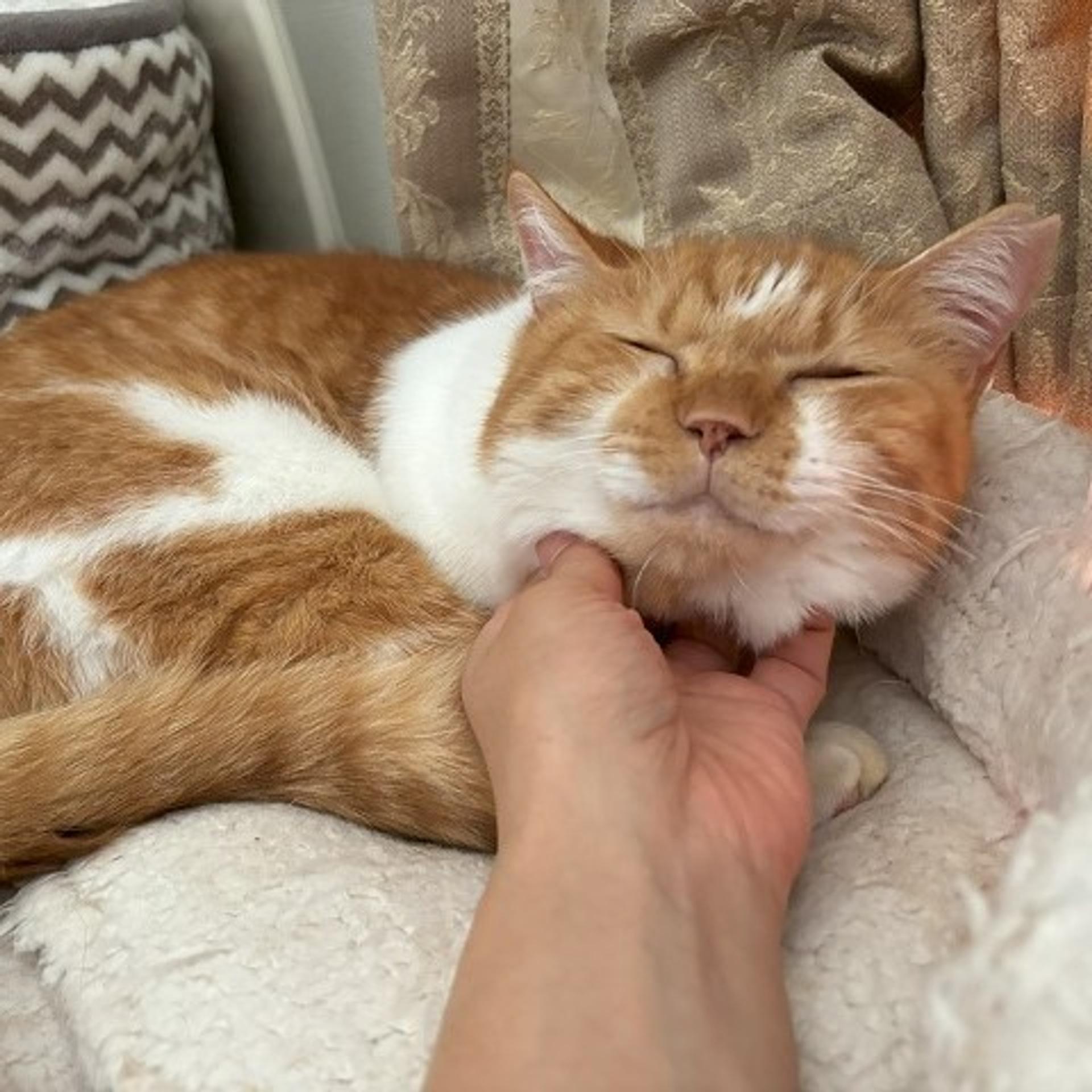 pet-image-3