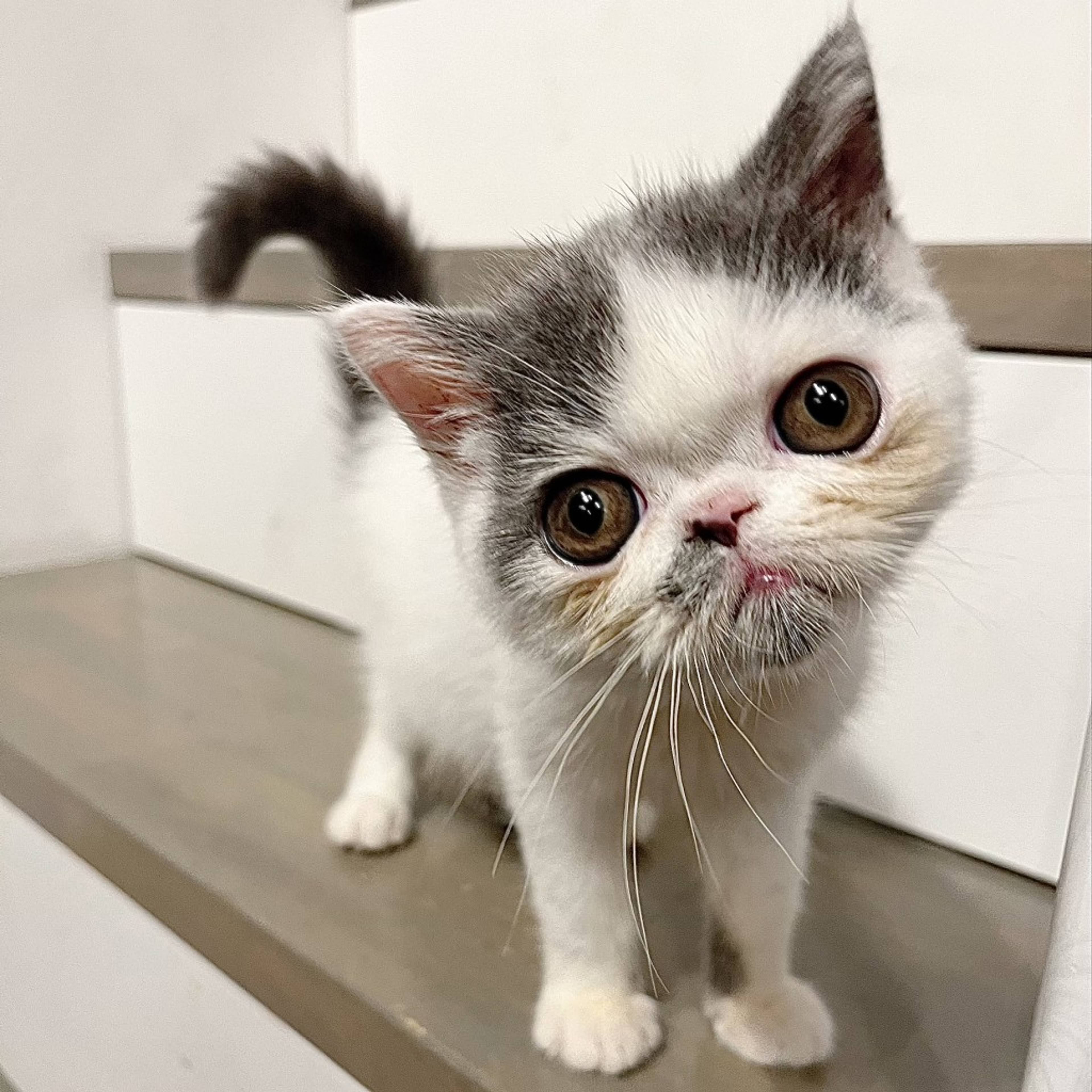 エキゾチックショートヘア・オスの里親募集の写真