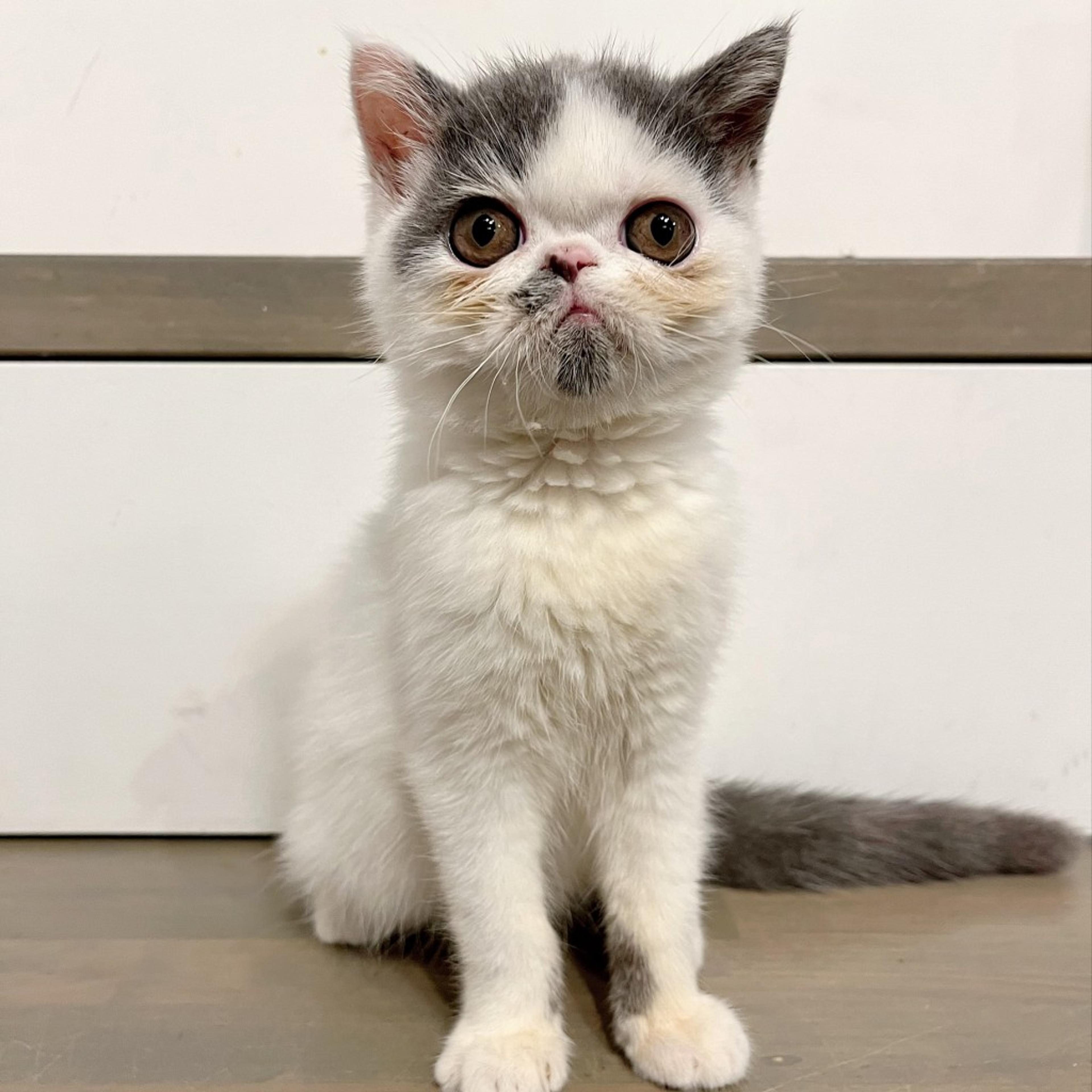 pet-image-2
