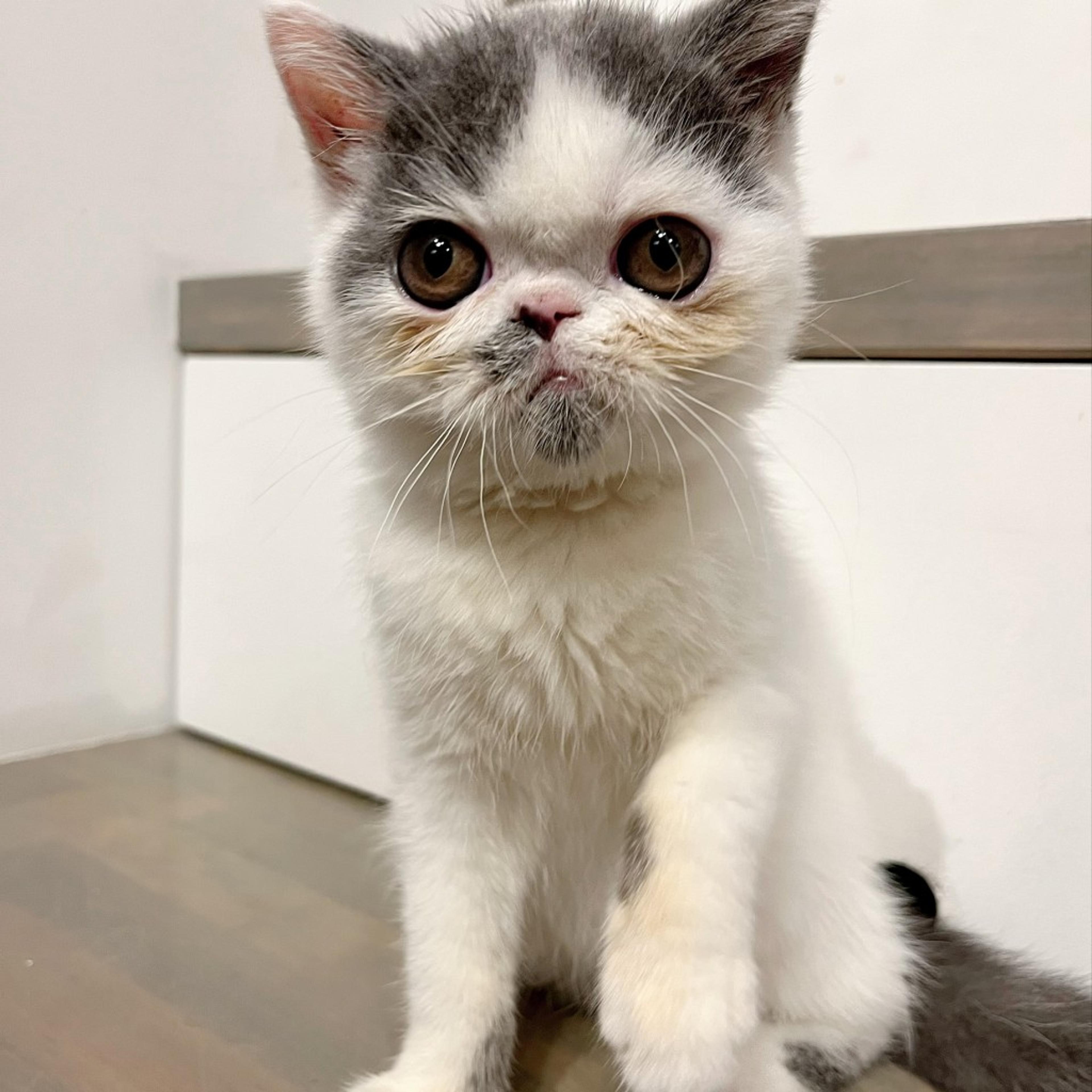 pet-image-4