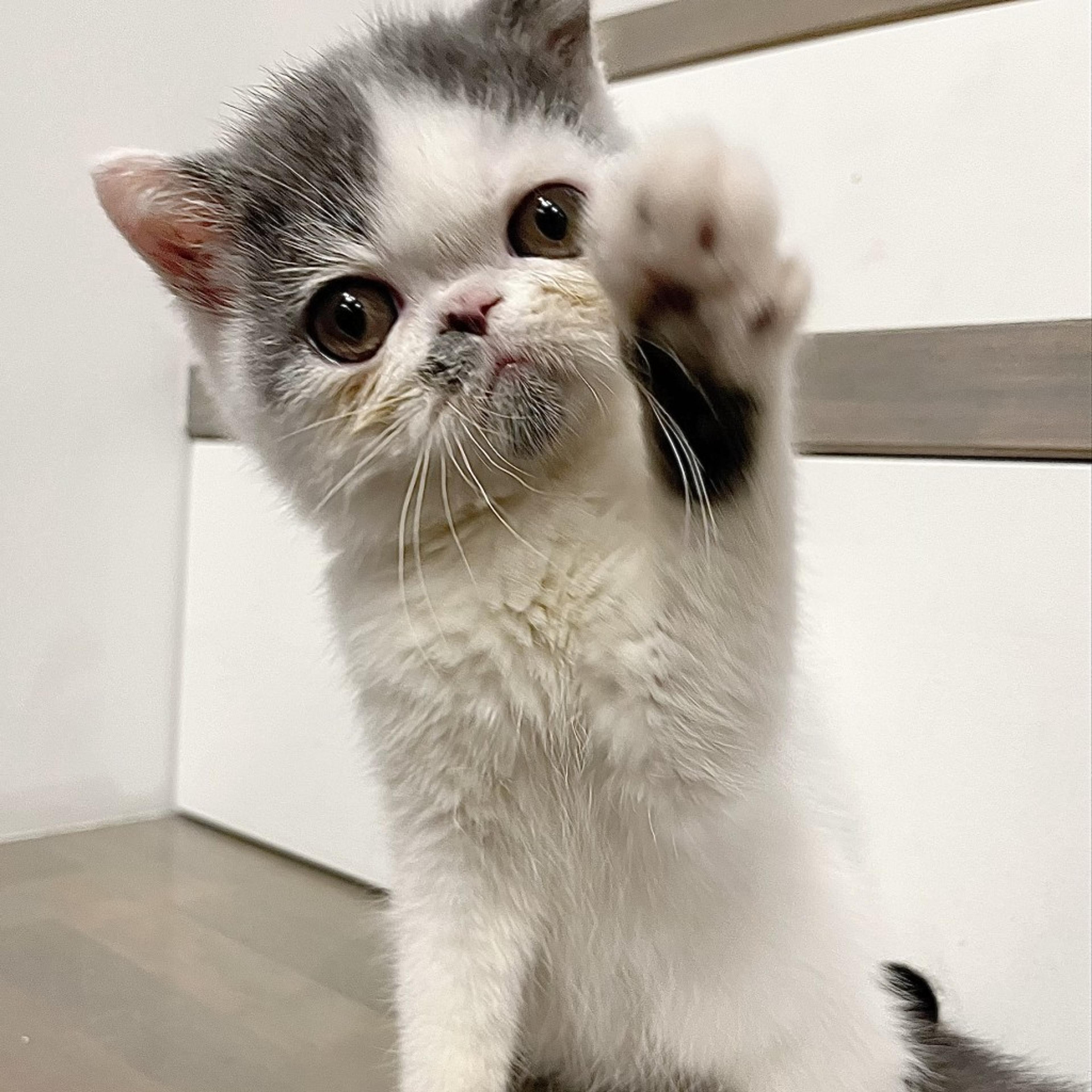 pet-image-5