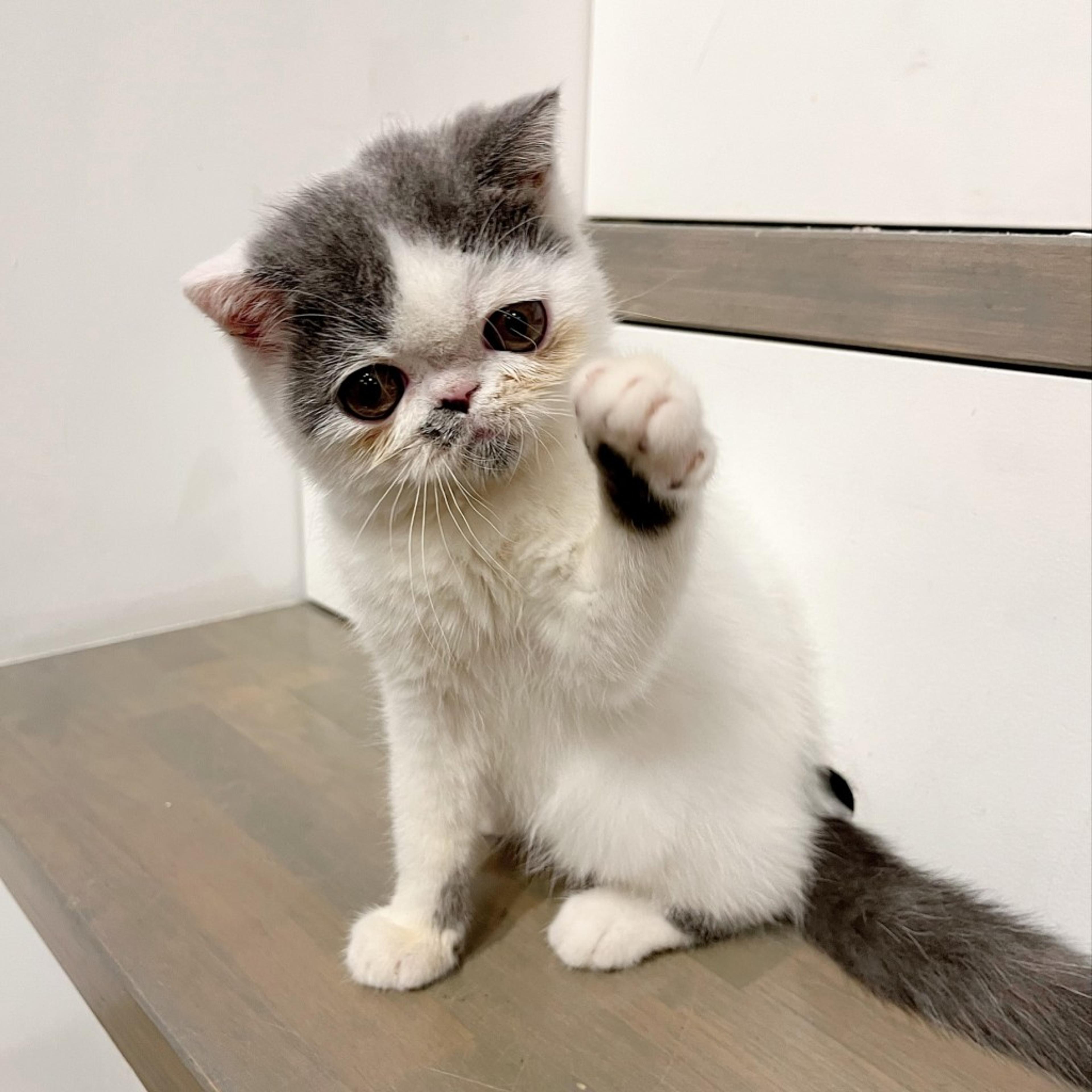 pet-image-6