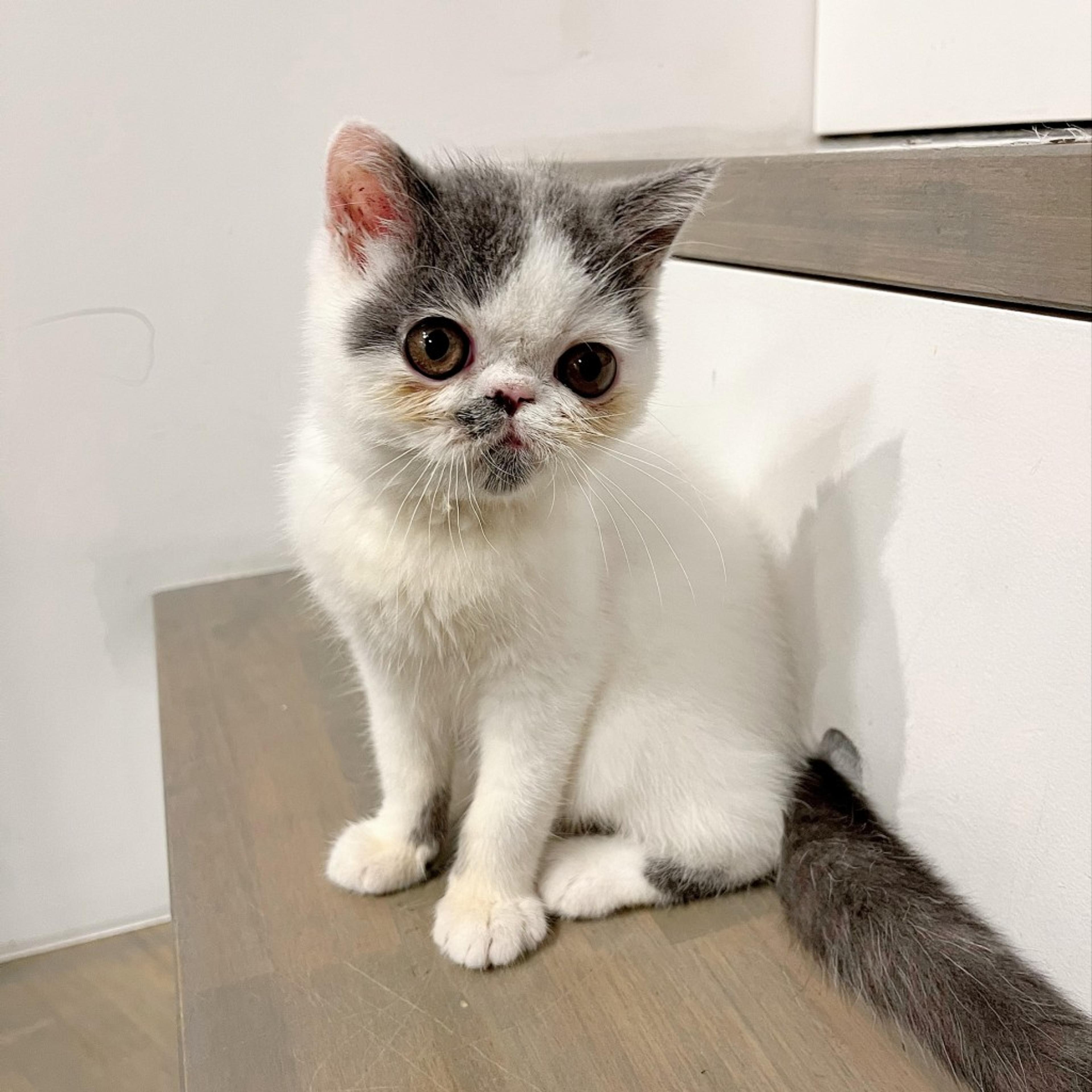 pet-image-3