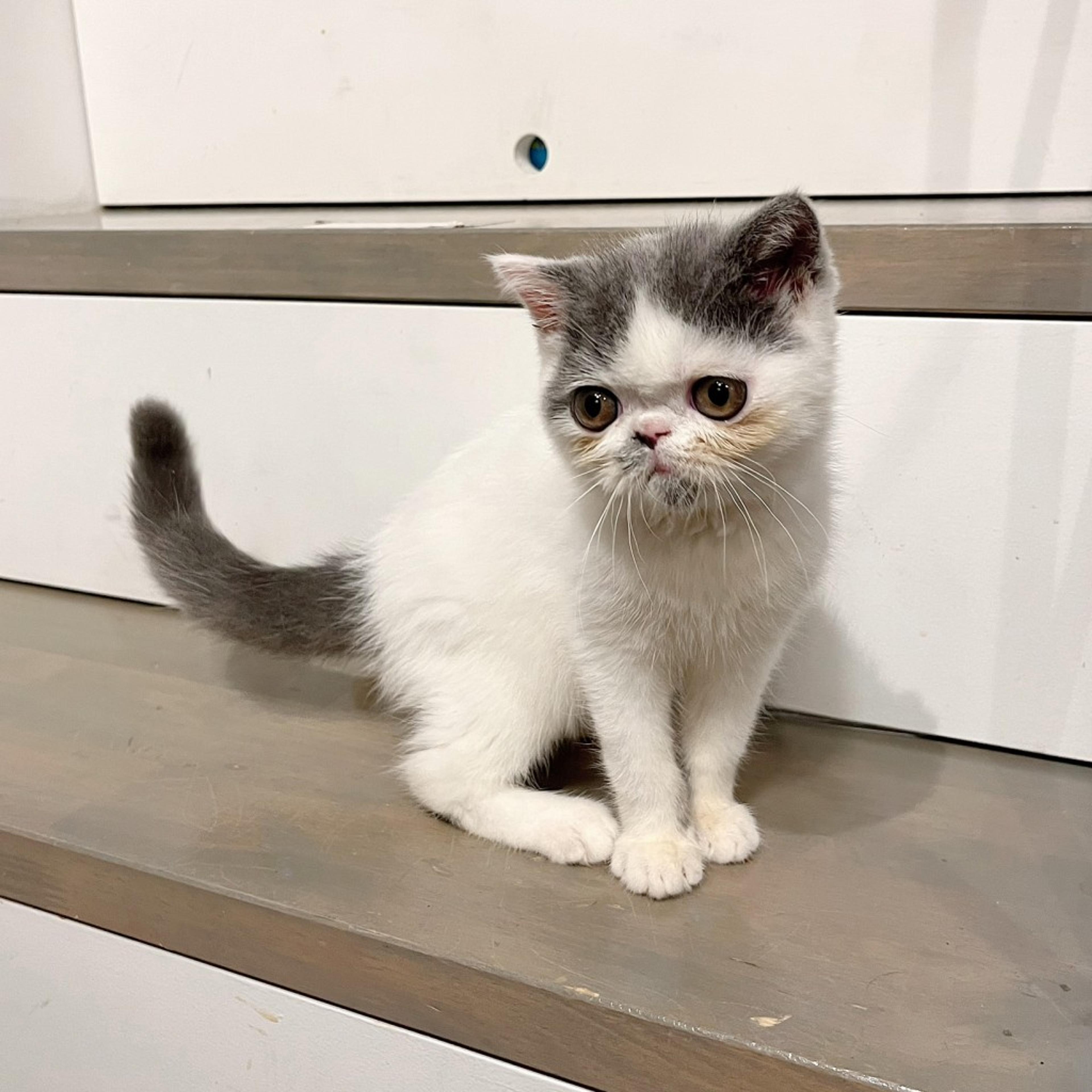 pet-image-7