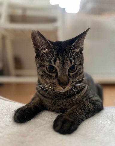 雑種（ミックス猫）・オスの里親募集の写真