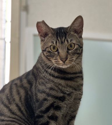 雑種（ミックス猫）・オスの里親募集の写真