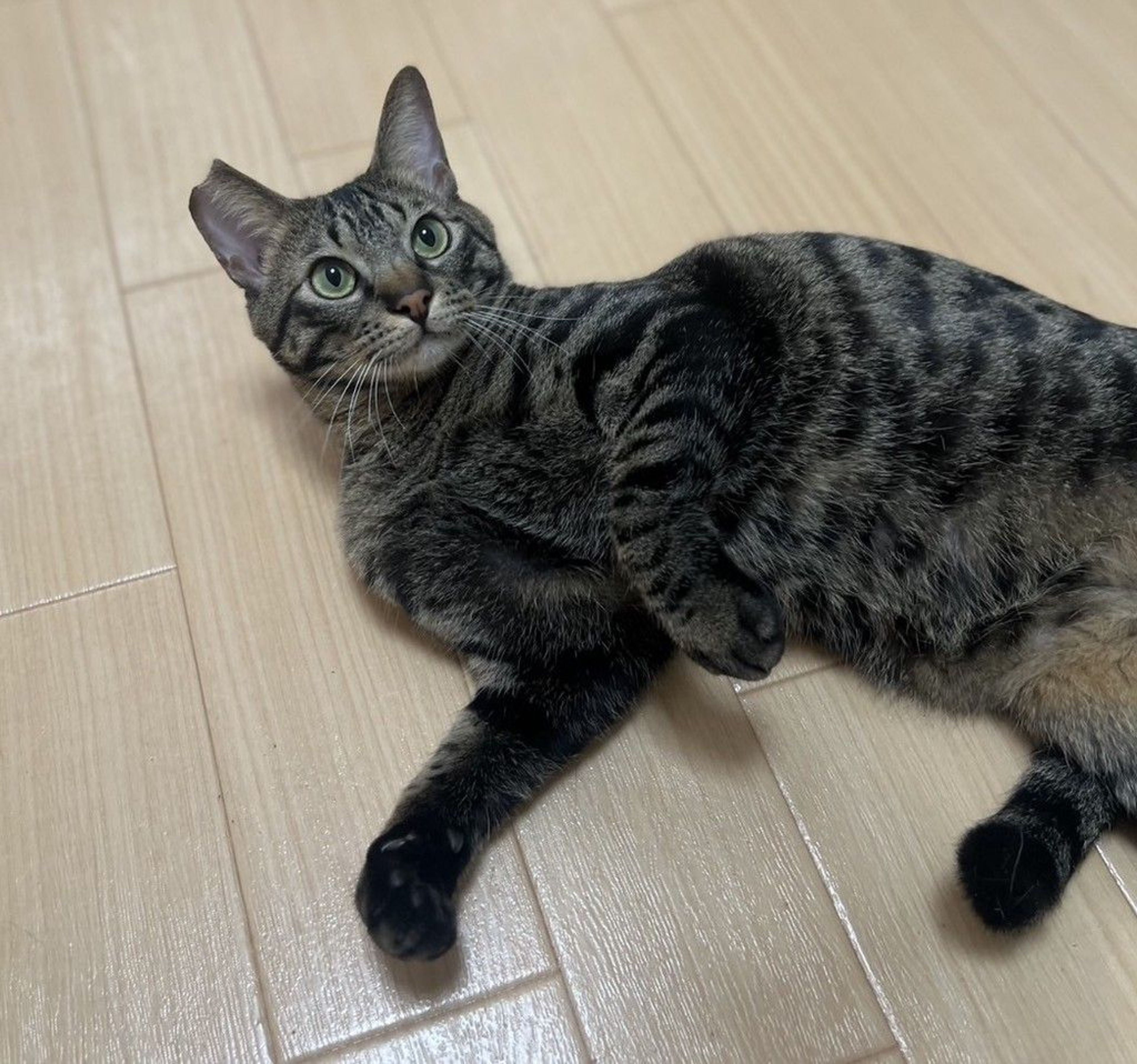 雑種（ミックス猫）・オスの里親募集の写真