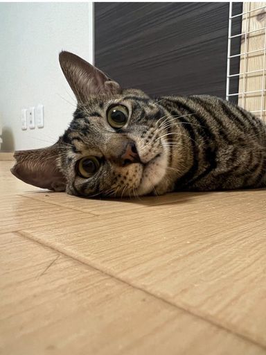 雑種（ミックス猫）・オスの里親募集の写真