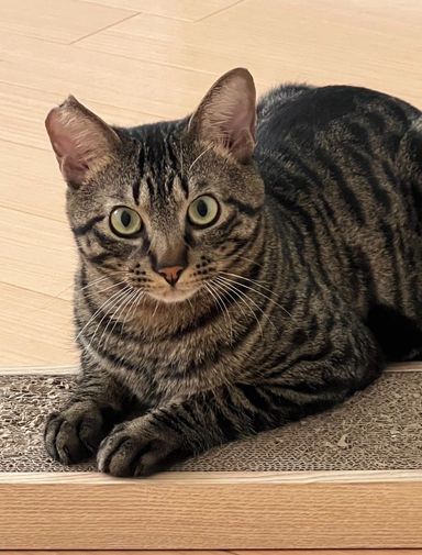 雑種（ミックス猫）・オスの里親募集の写真