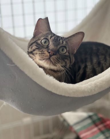 雑種（ミックス猫）・オスの里親募集の写真