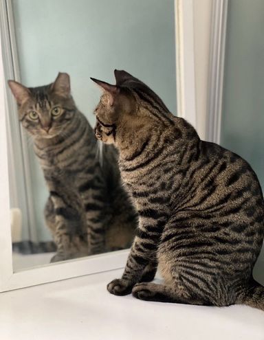 雑種（ミックス猫）・オスの里親募集の写真