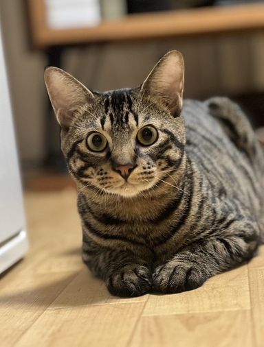 ふっくん