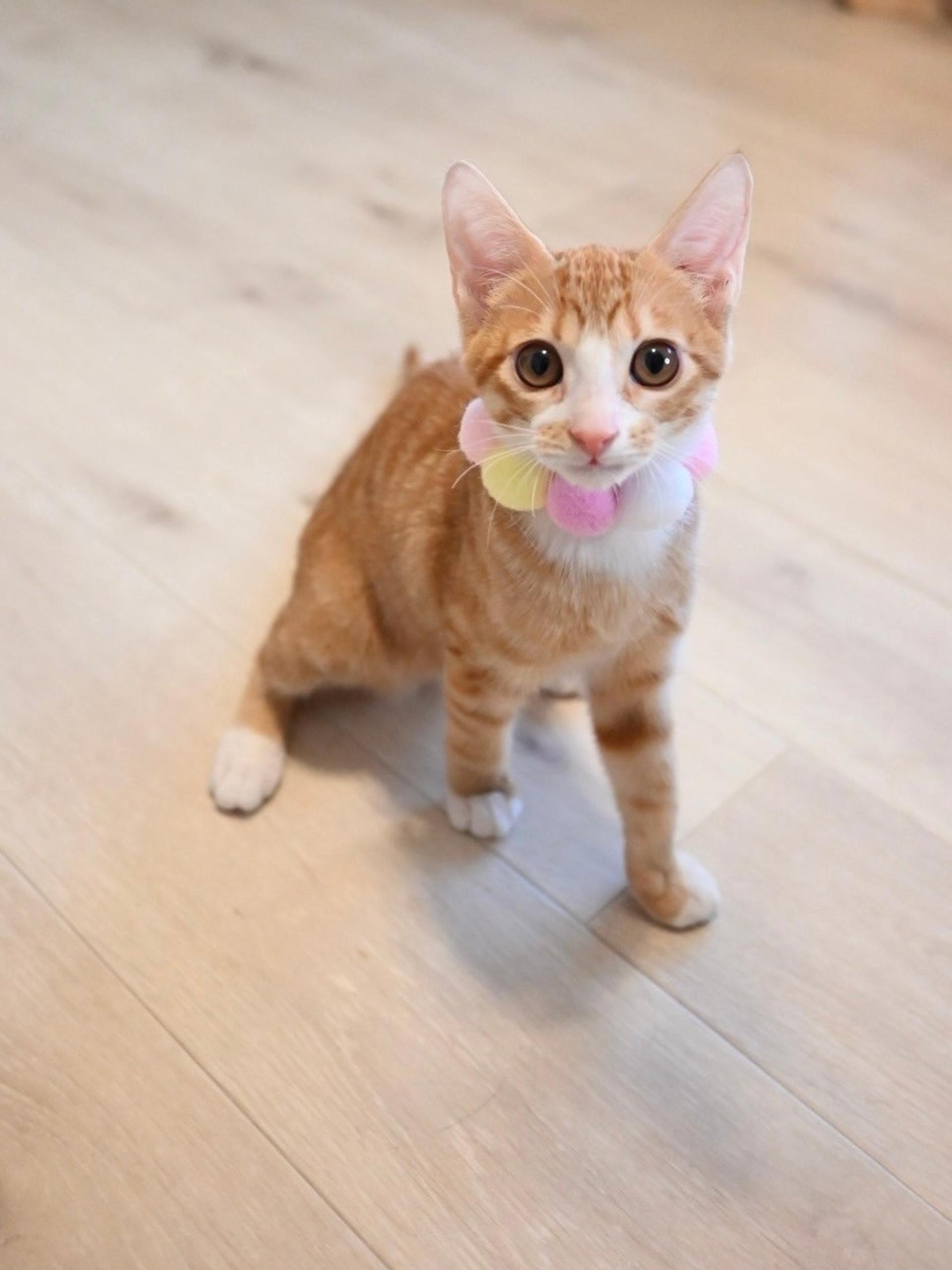 pet-image-4