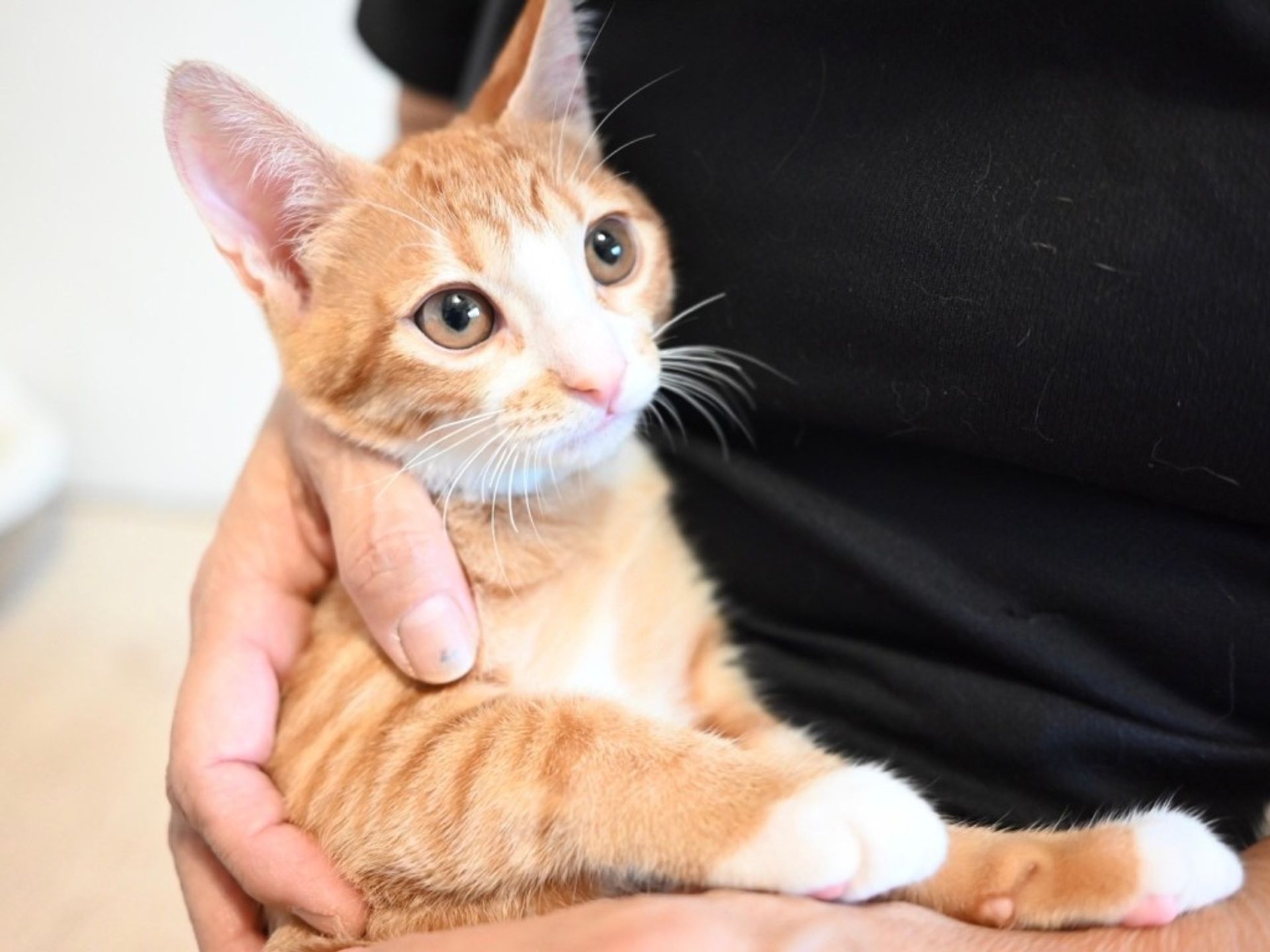 雑種（ミックス猫）・メスの里親募集の写真
