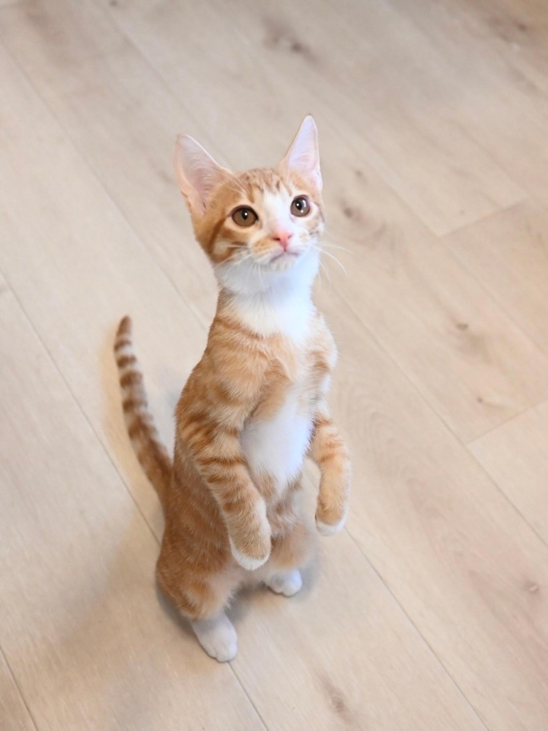 pet-image-5