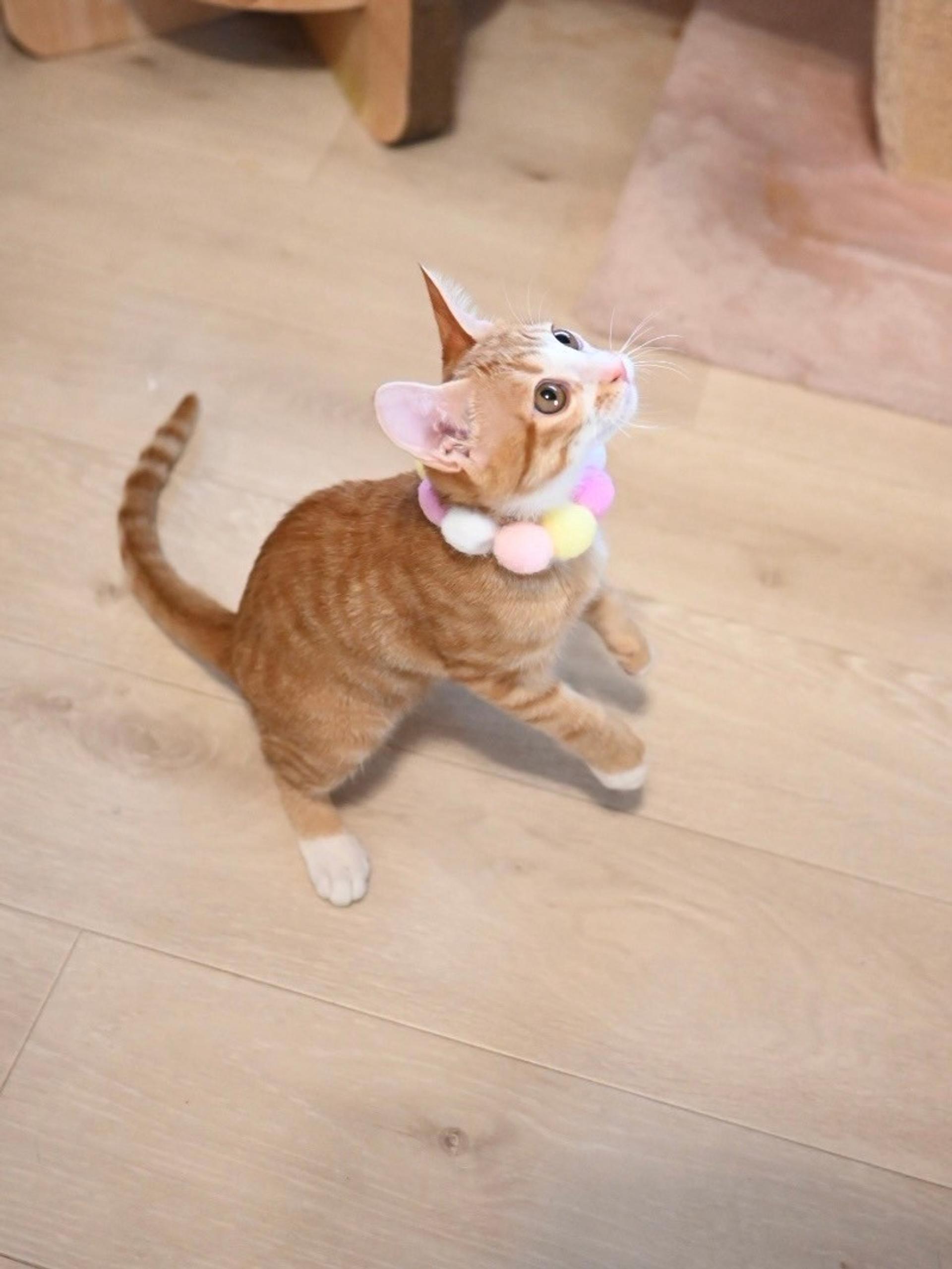 pet-image-6