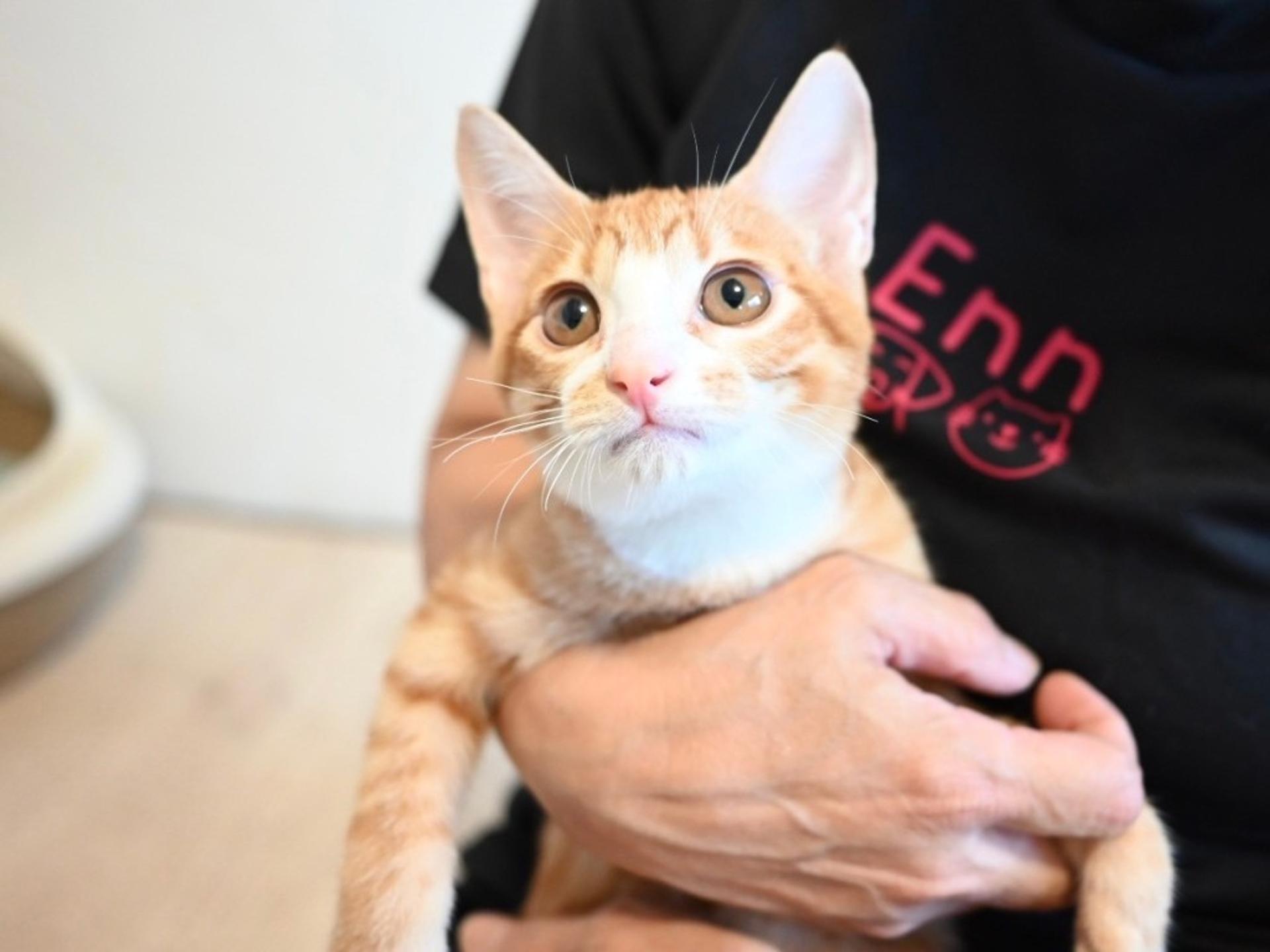 pet-image-7