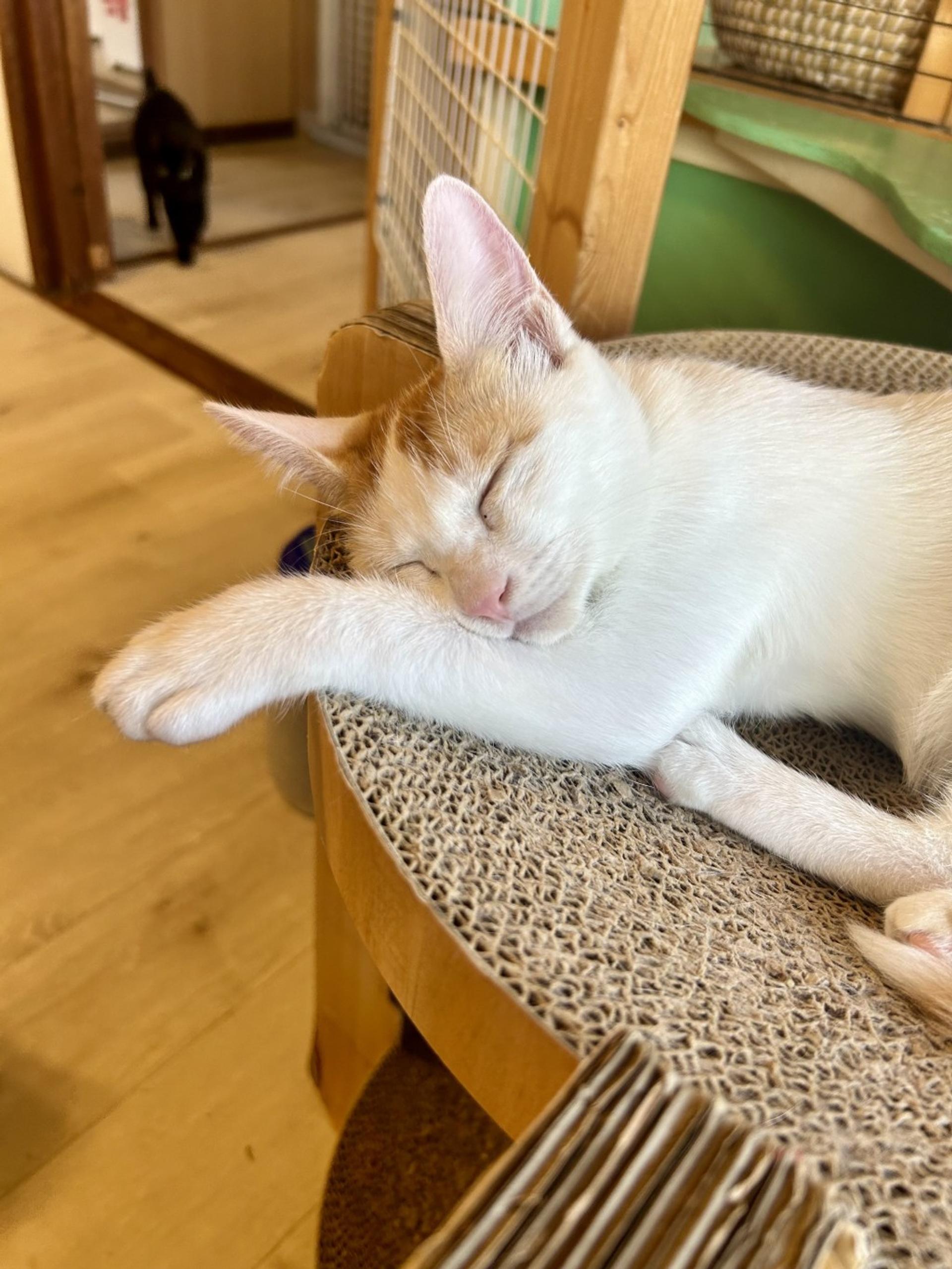 pet-image-4