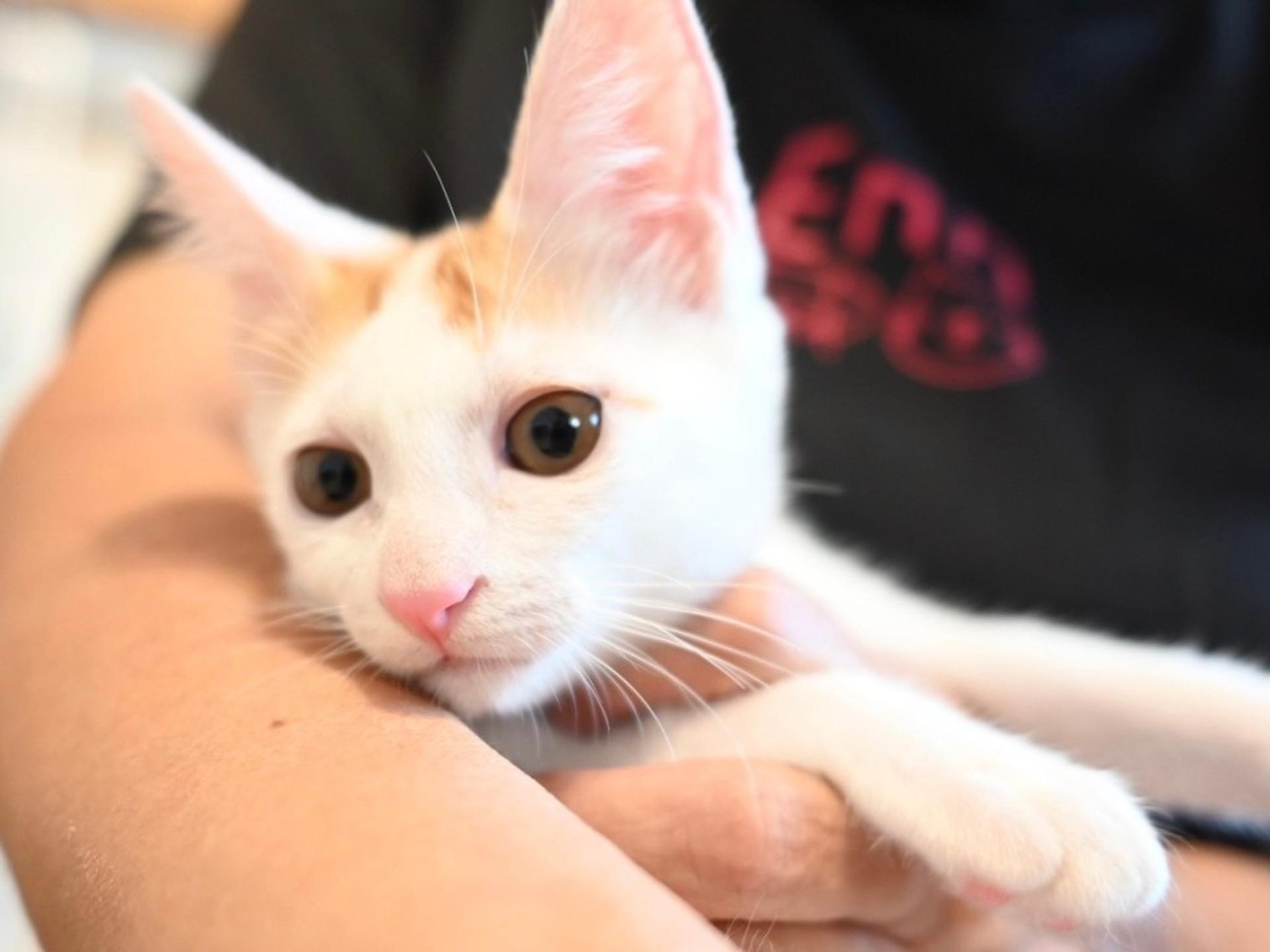 pet-image-7