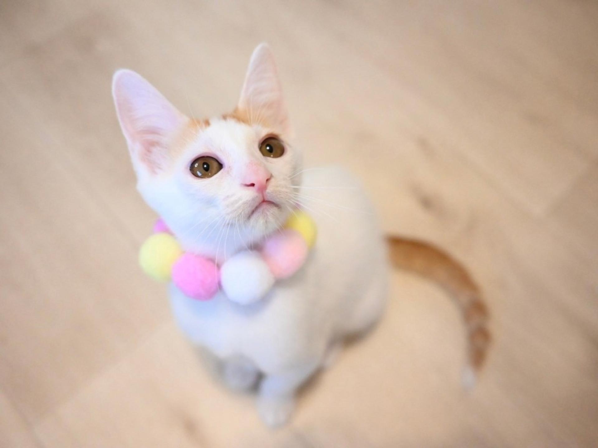 pet-image-9
