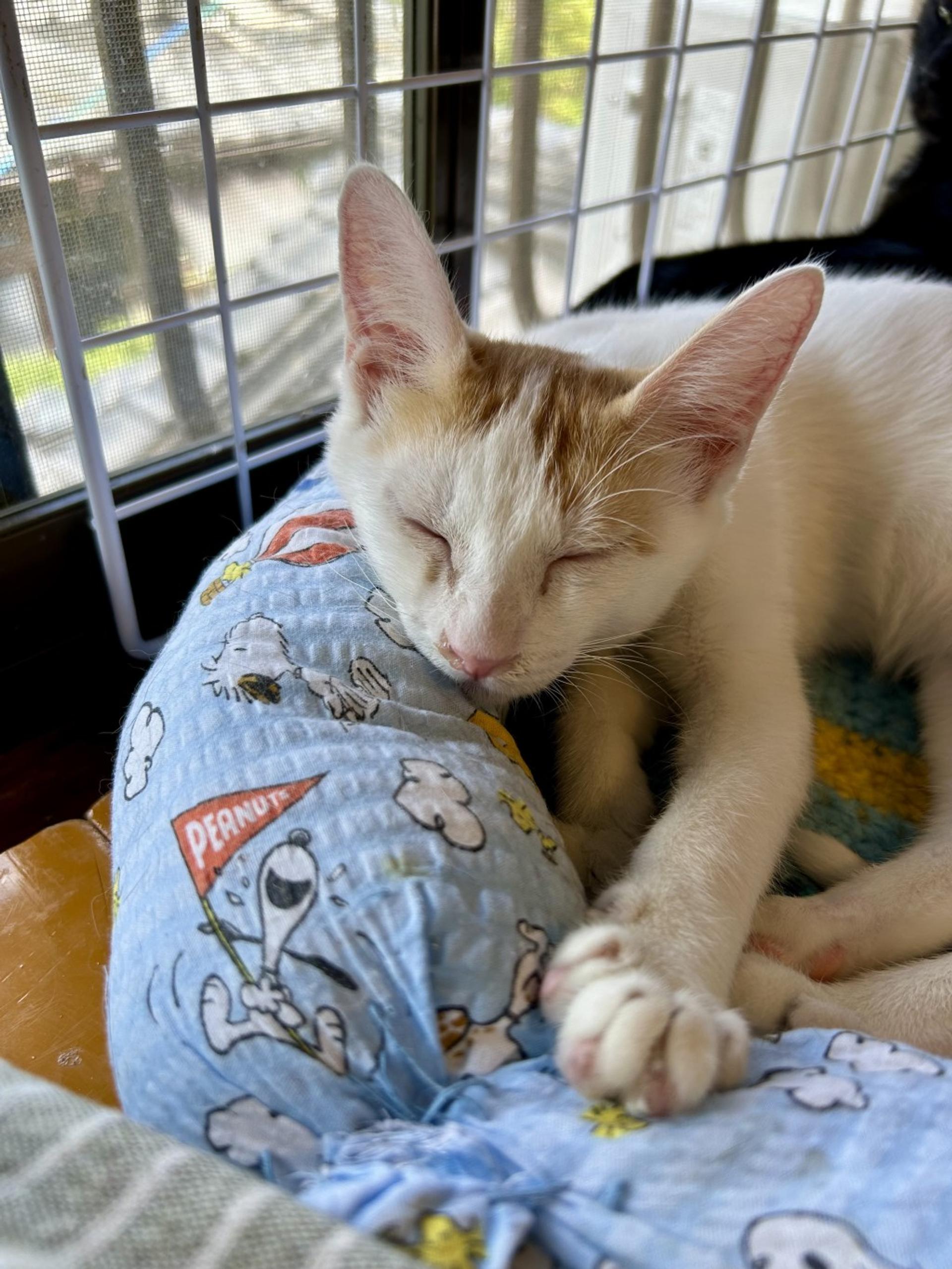 pet-image-3