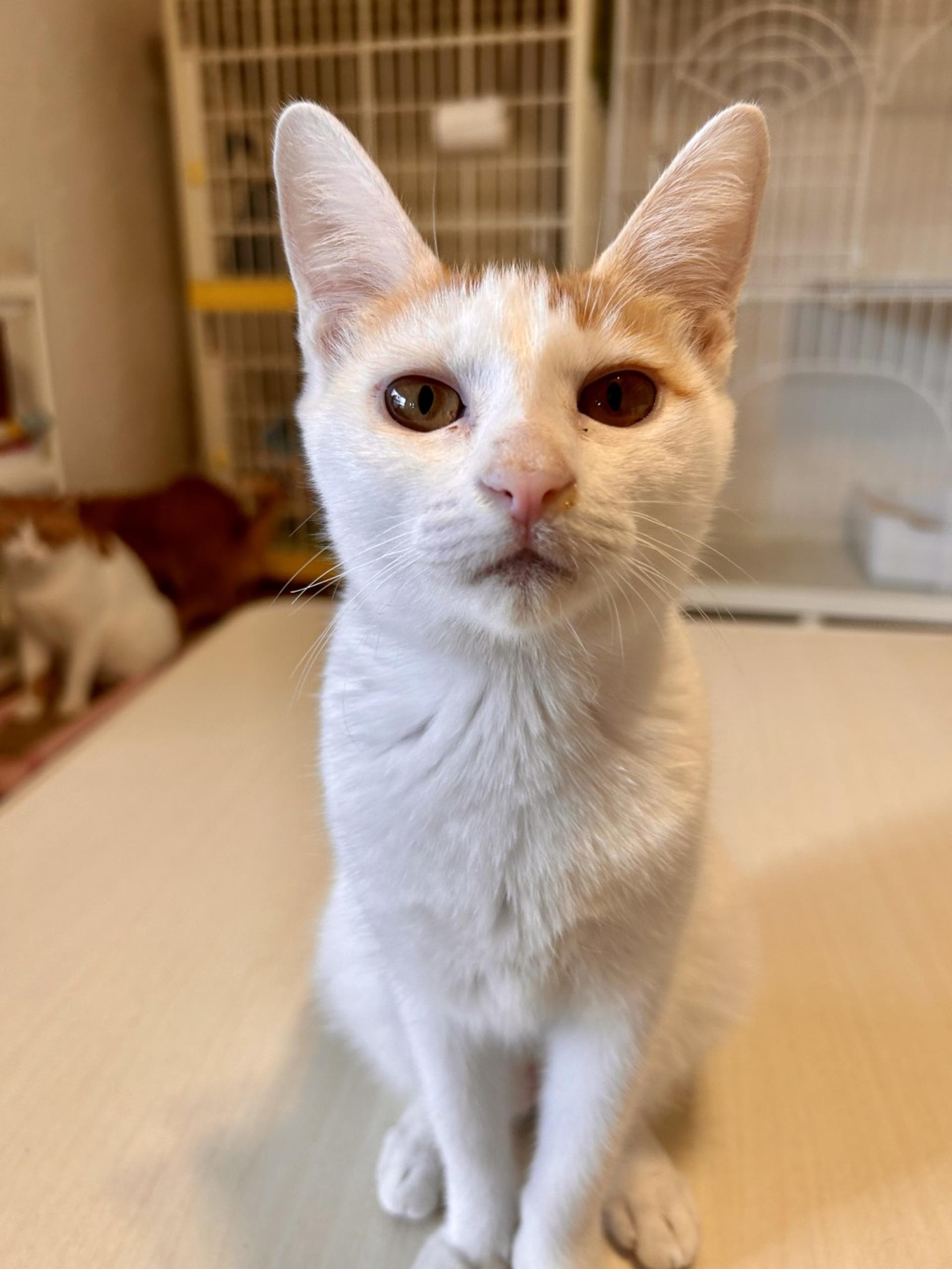 pet-image-5