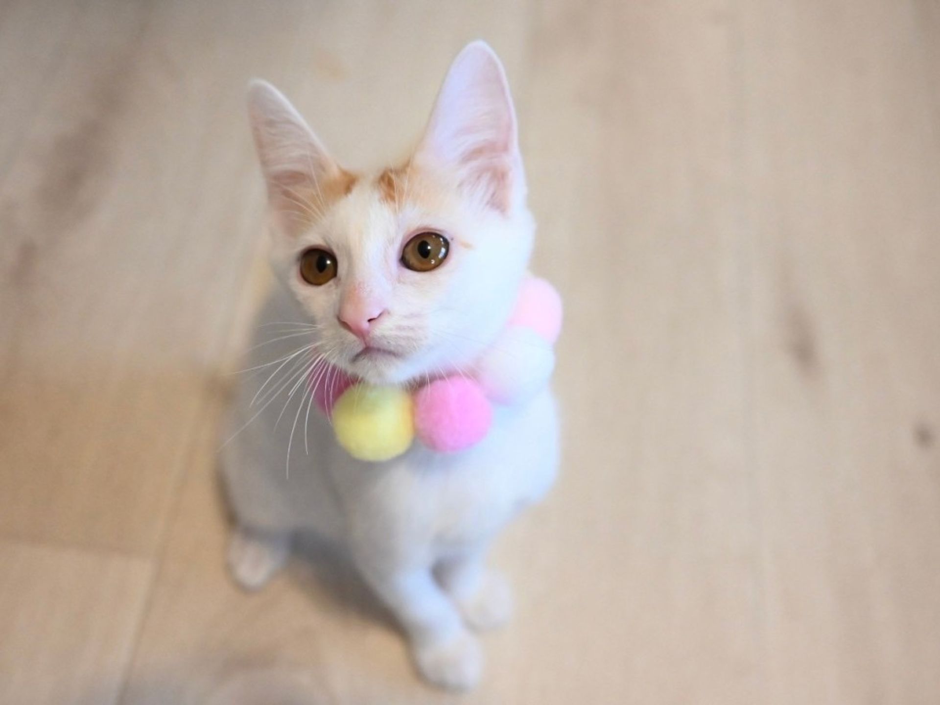 雑種（ミックス猫）・メスの里親募集の写真