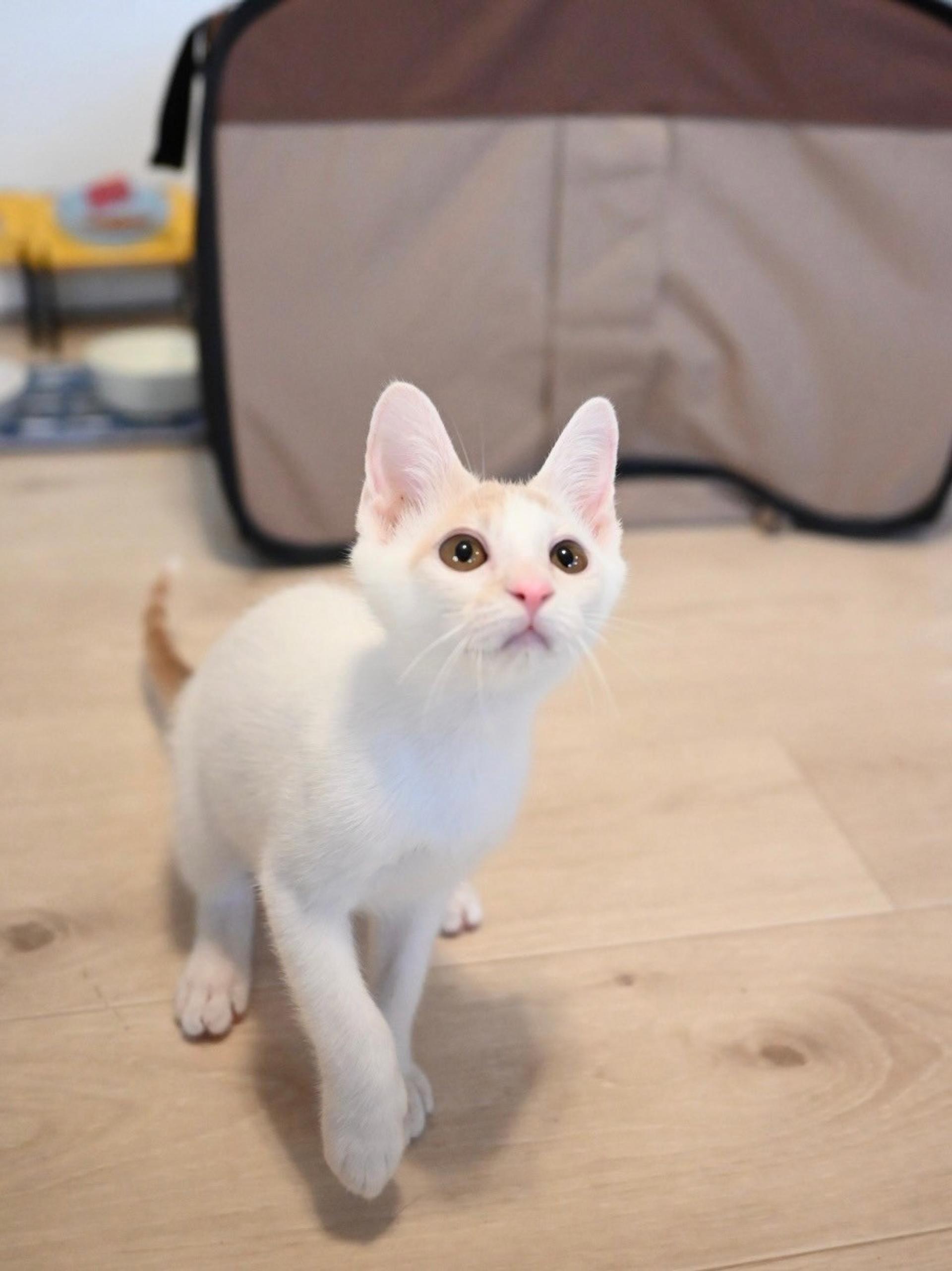 pet-image-7