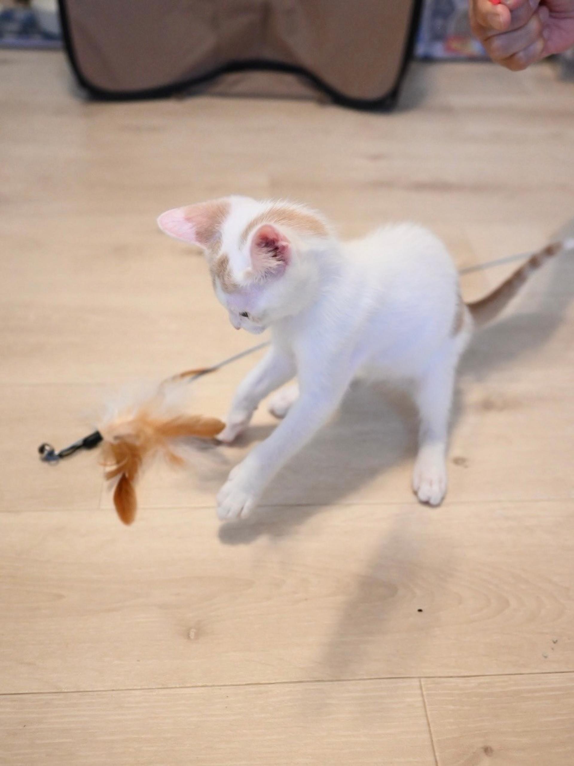 pet-image-8