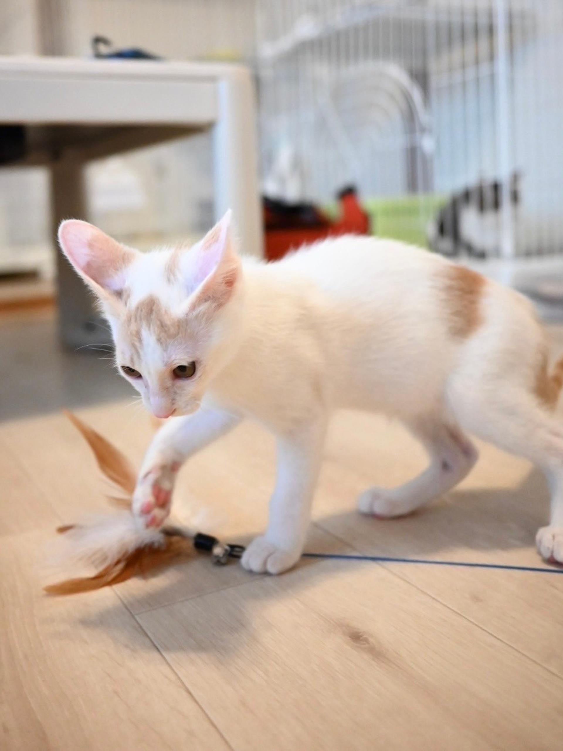 pet-image-9