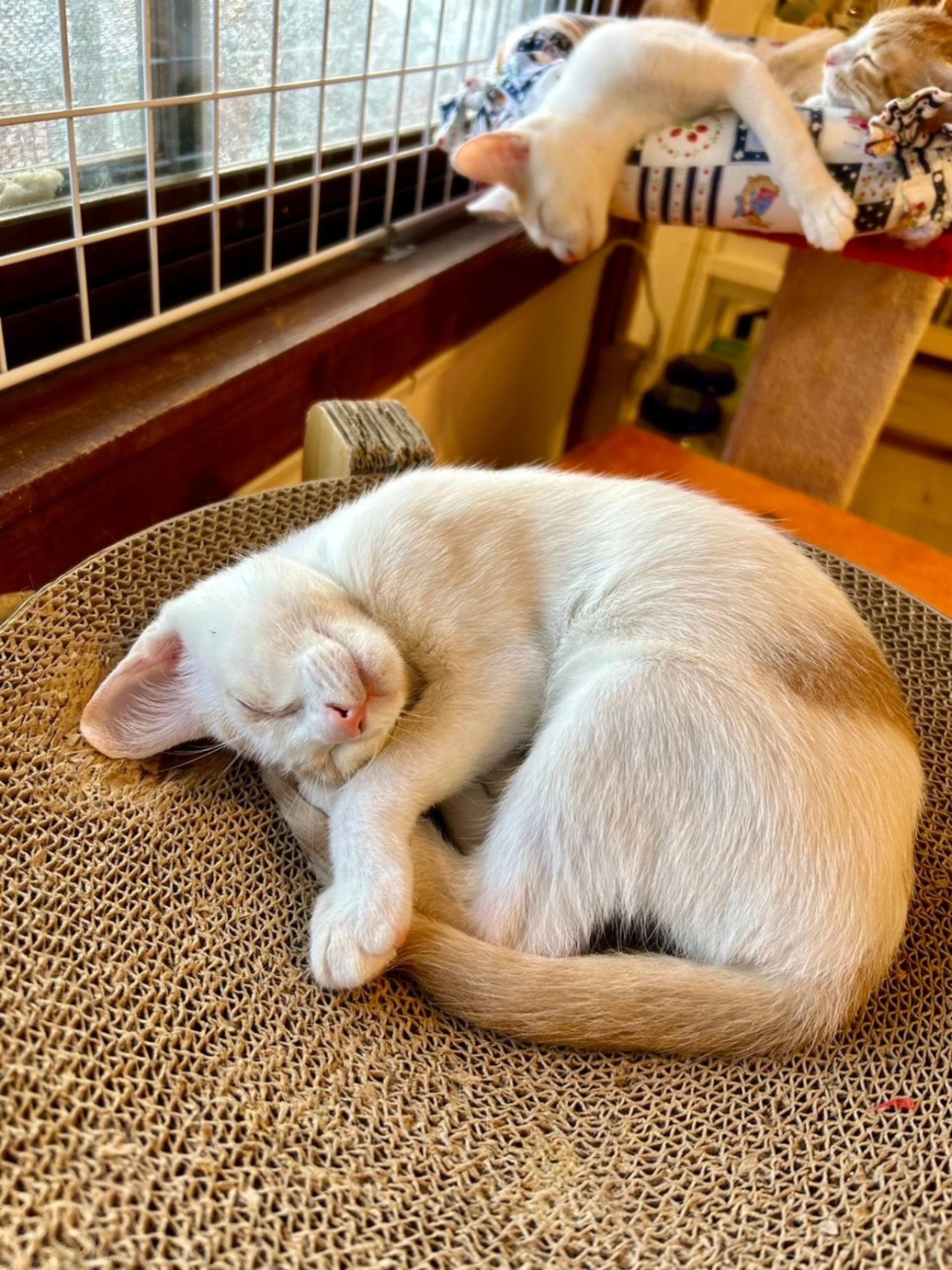 pet-image-2