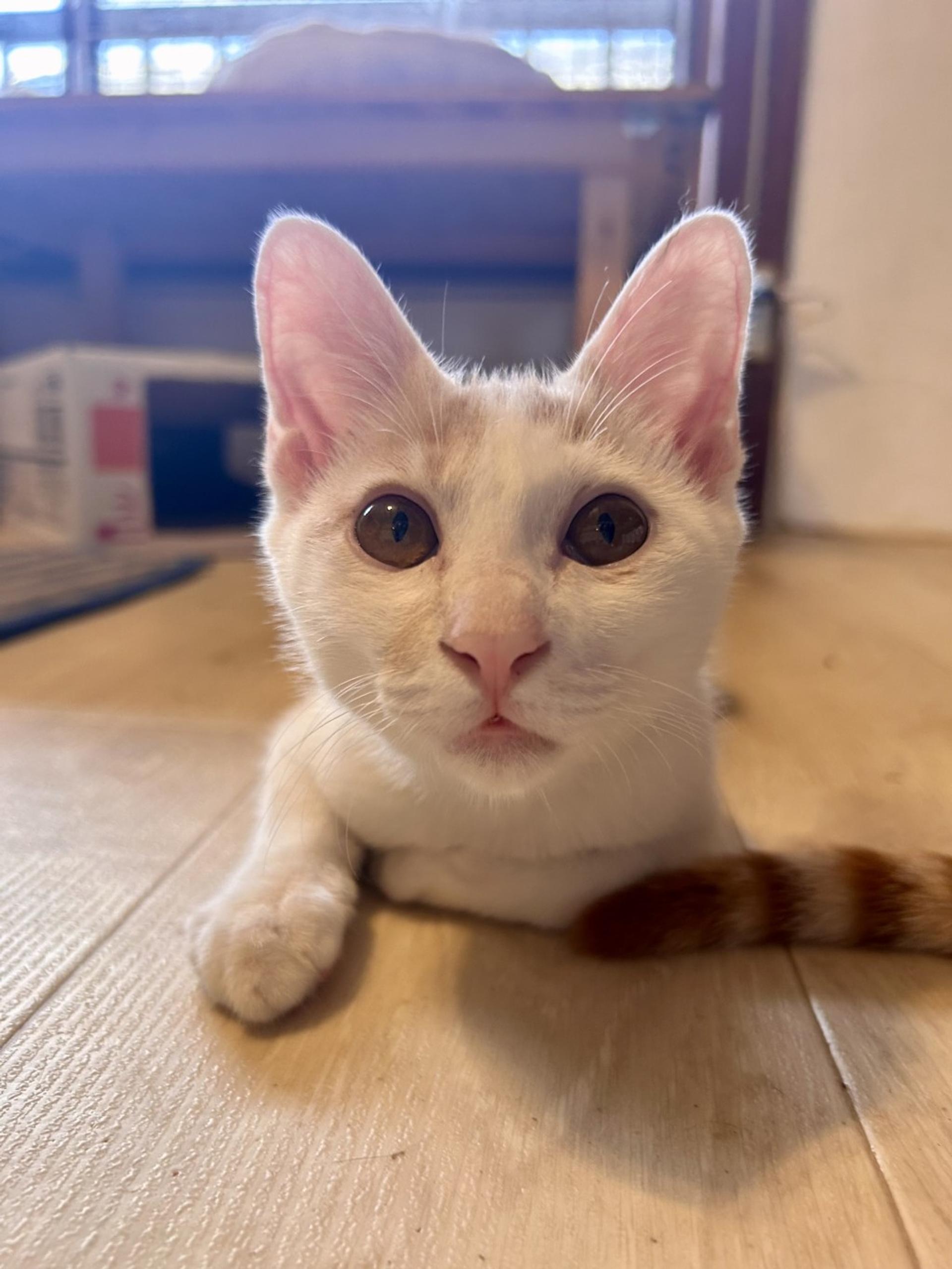 pet-image-4