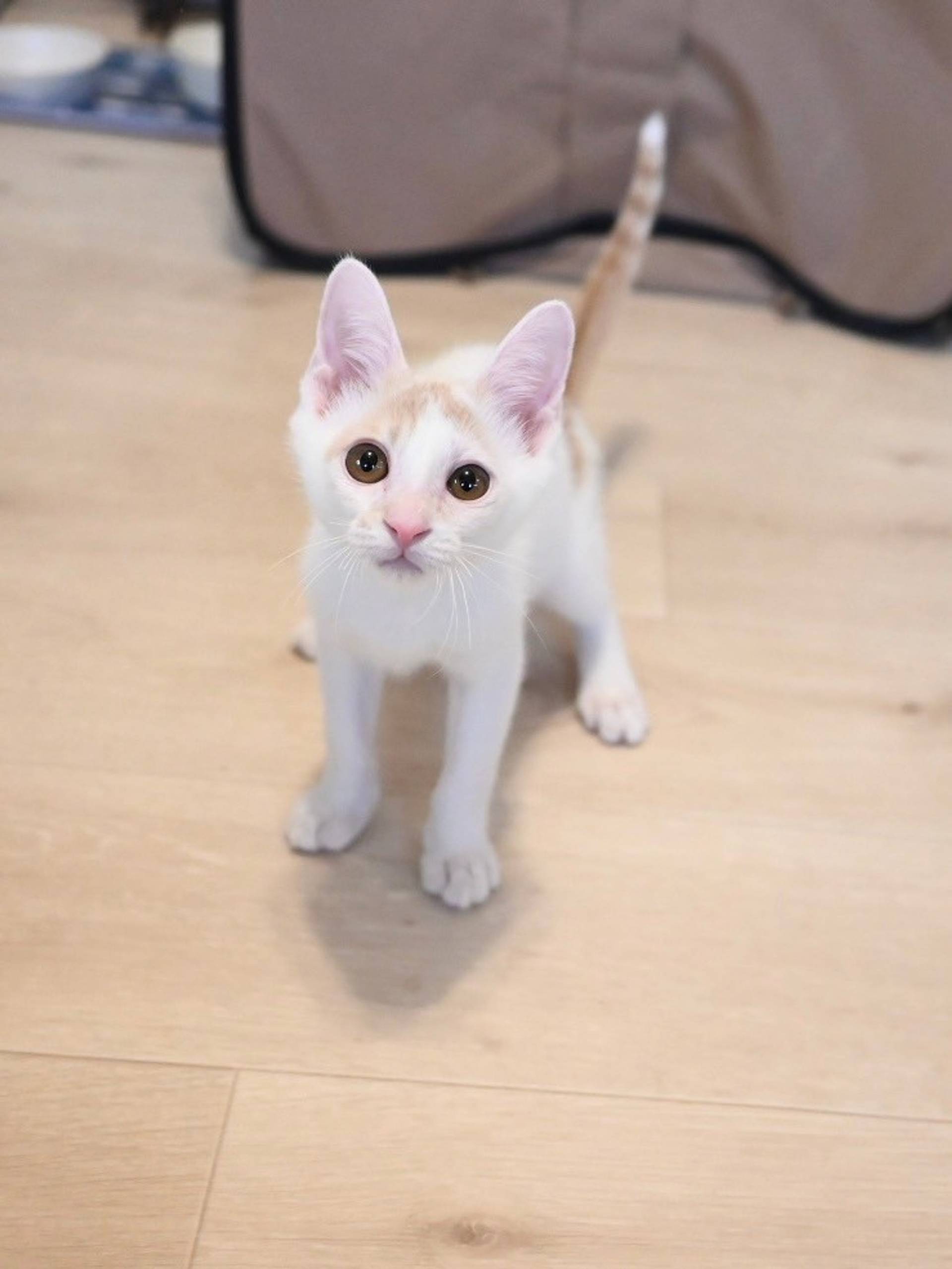 雑種（ミックス猫）・オスの里親募集の写真