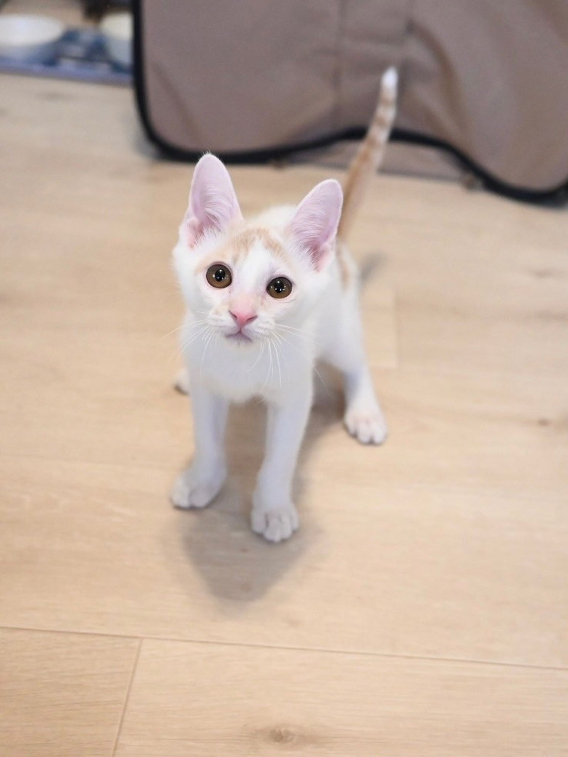 雑種（ミックス猫）・オスの里親募集の写真