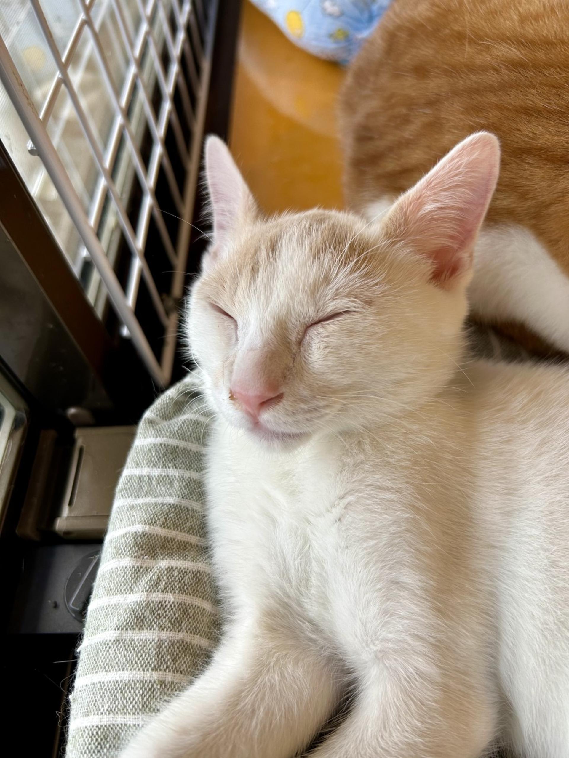pet-image-3