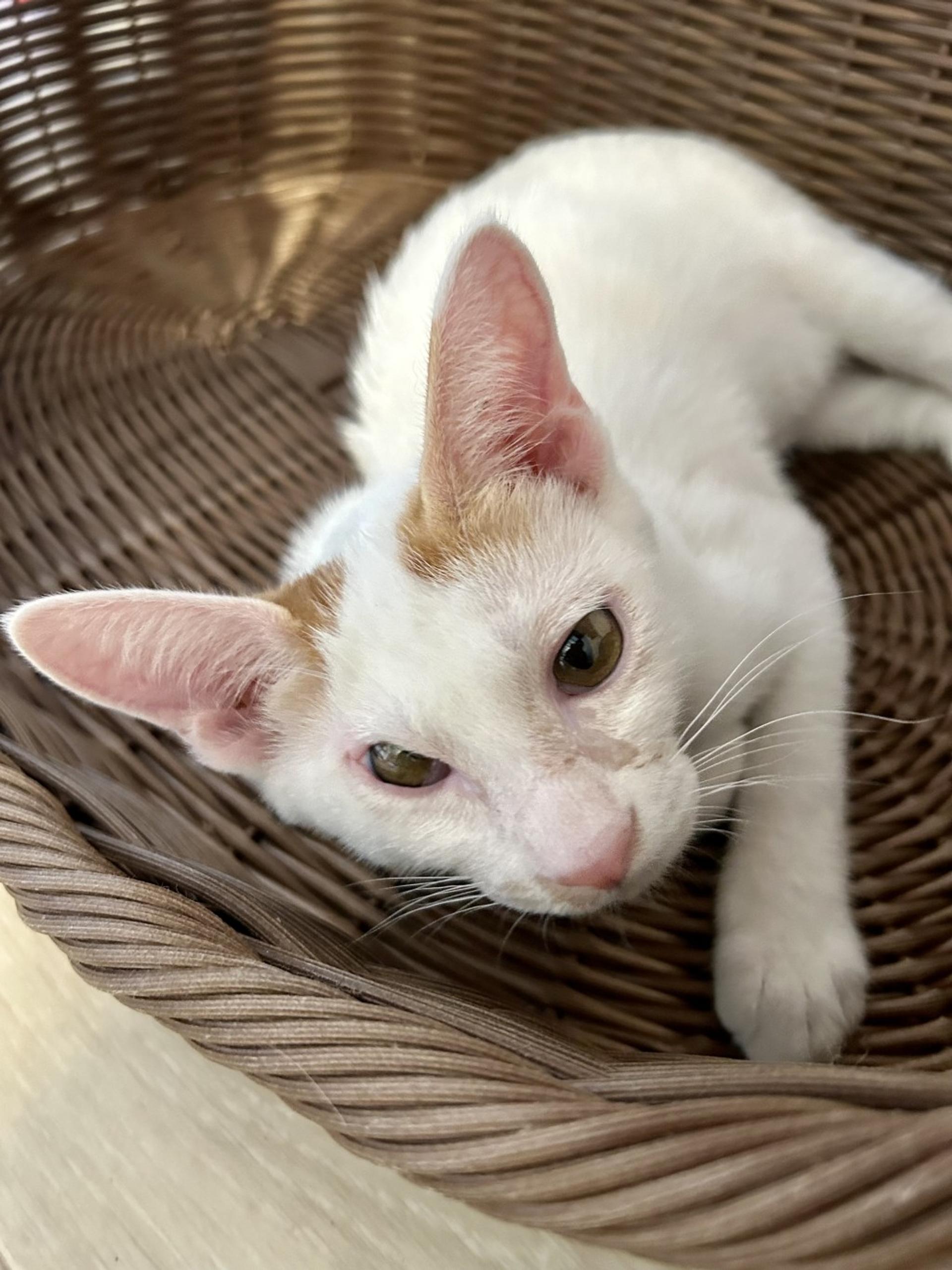 pet-image-3