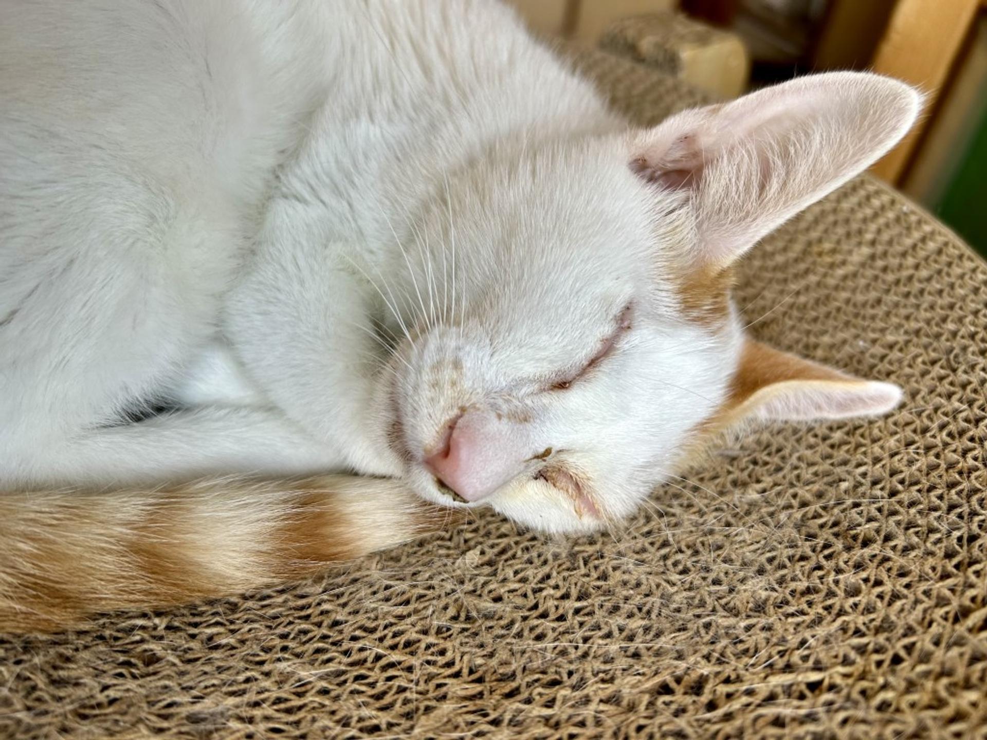 pet-image-5