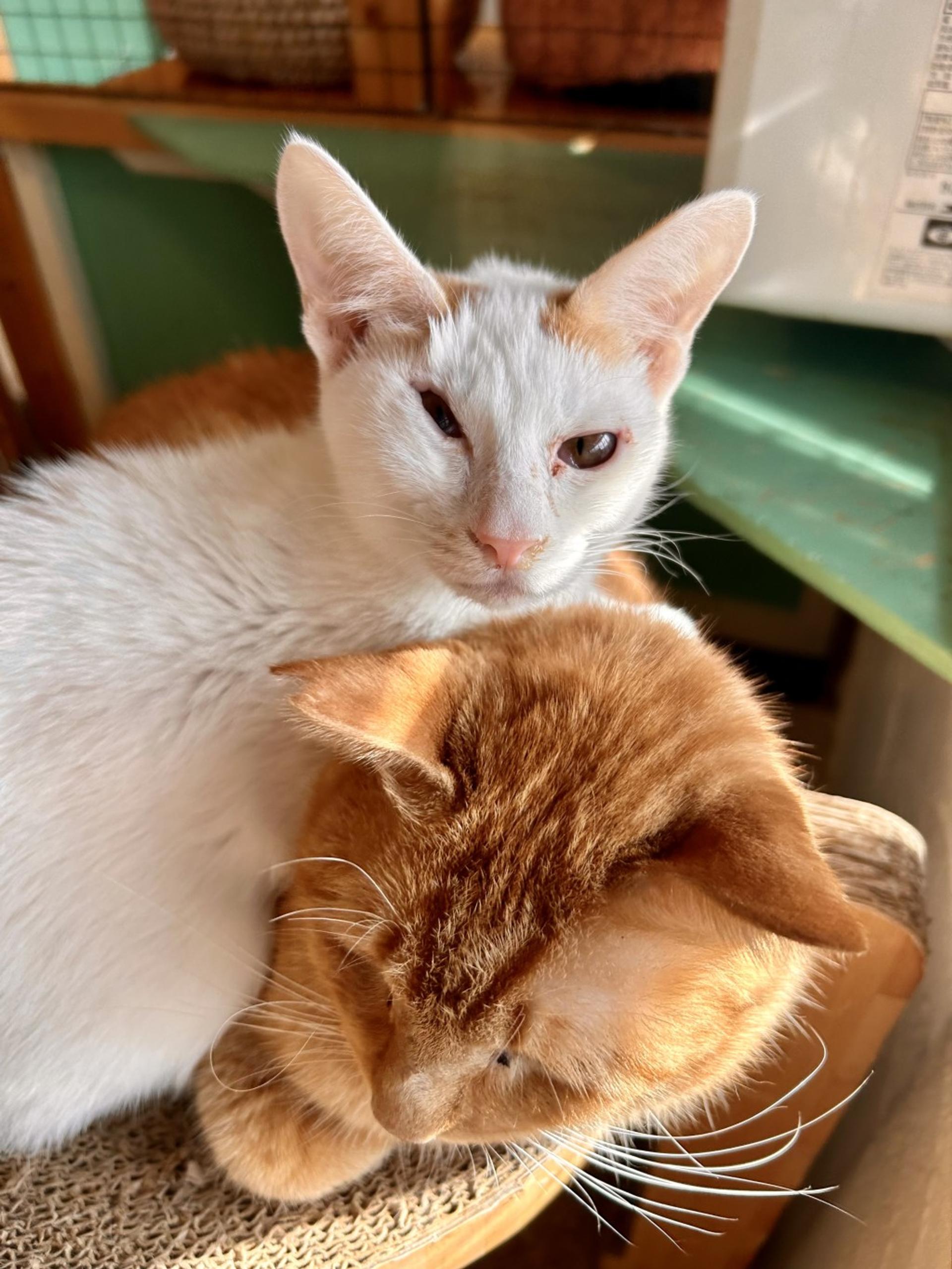 pet-image-6