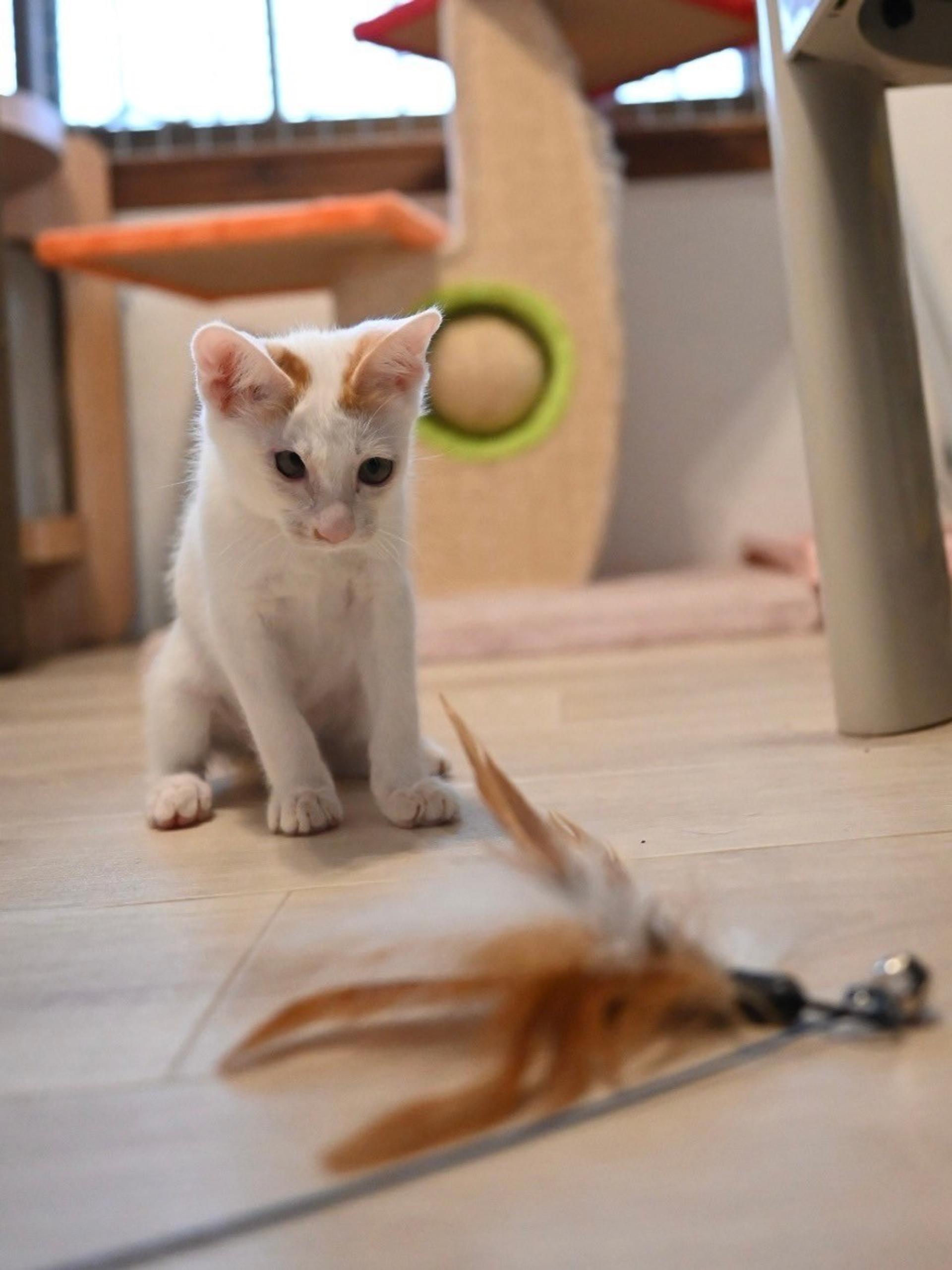 pet-image-8