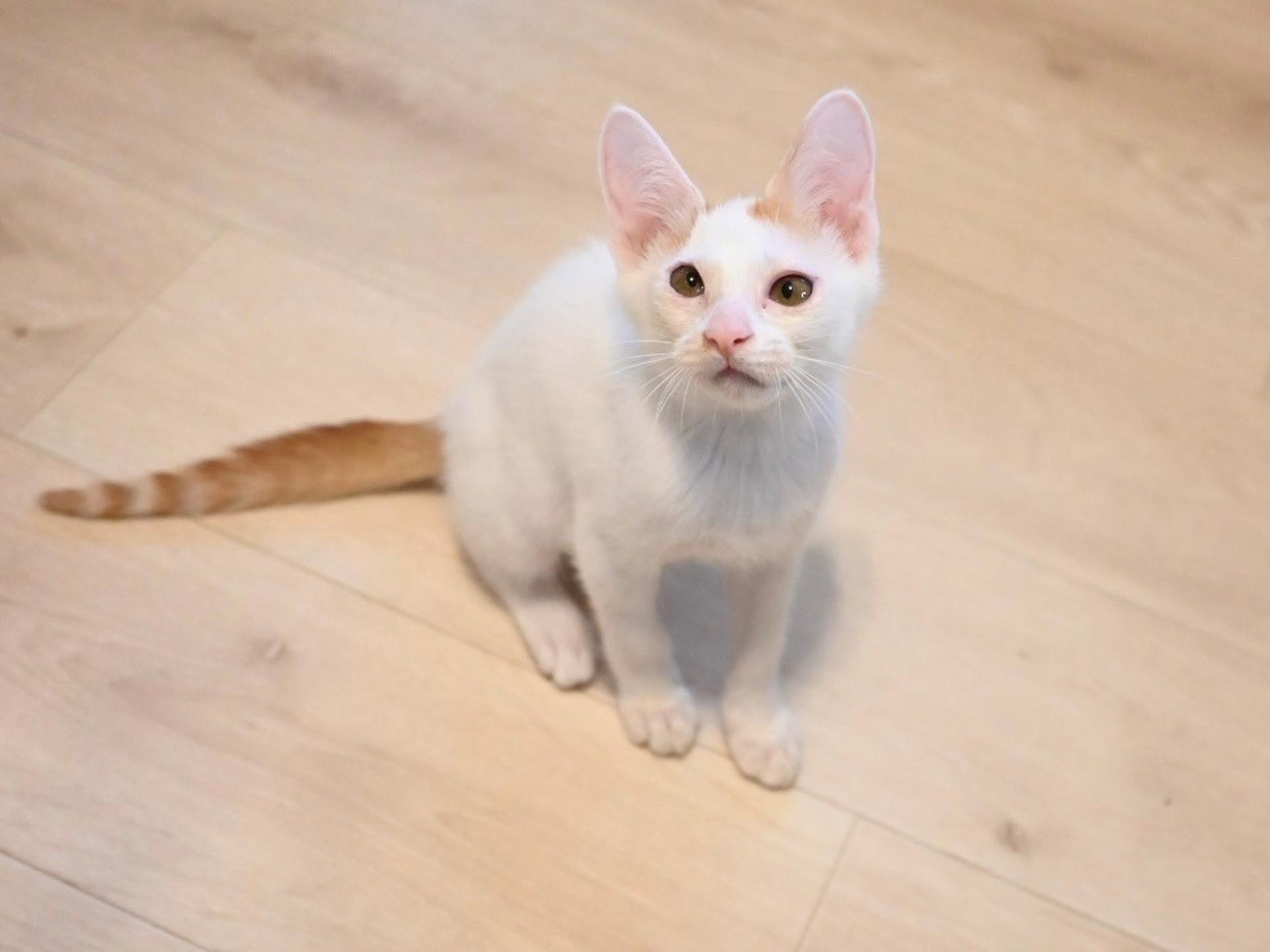 pet-image-10