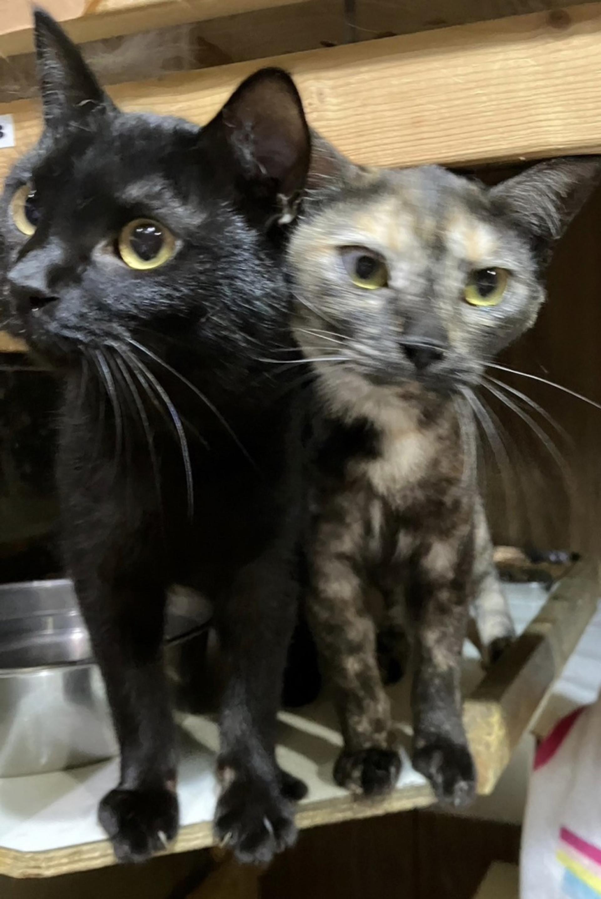 pet-image-3