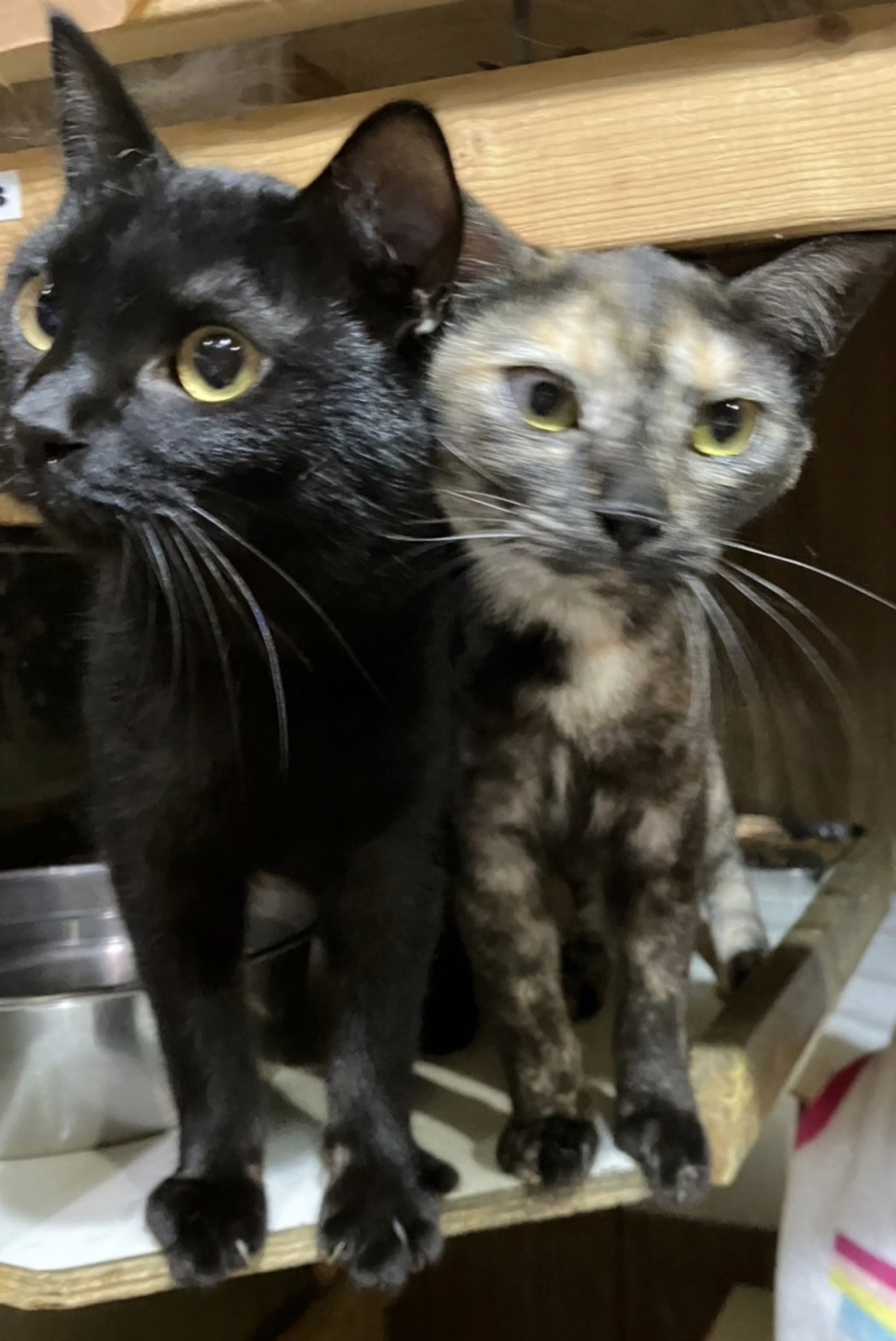 pet-image-3