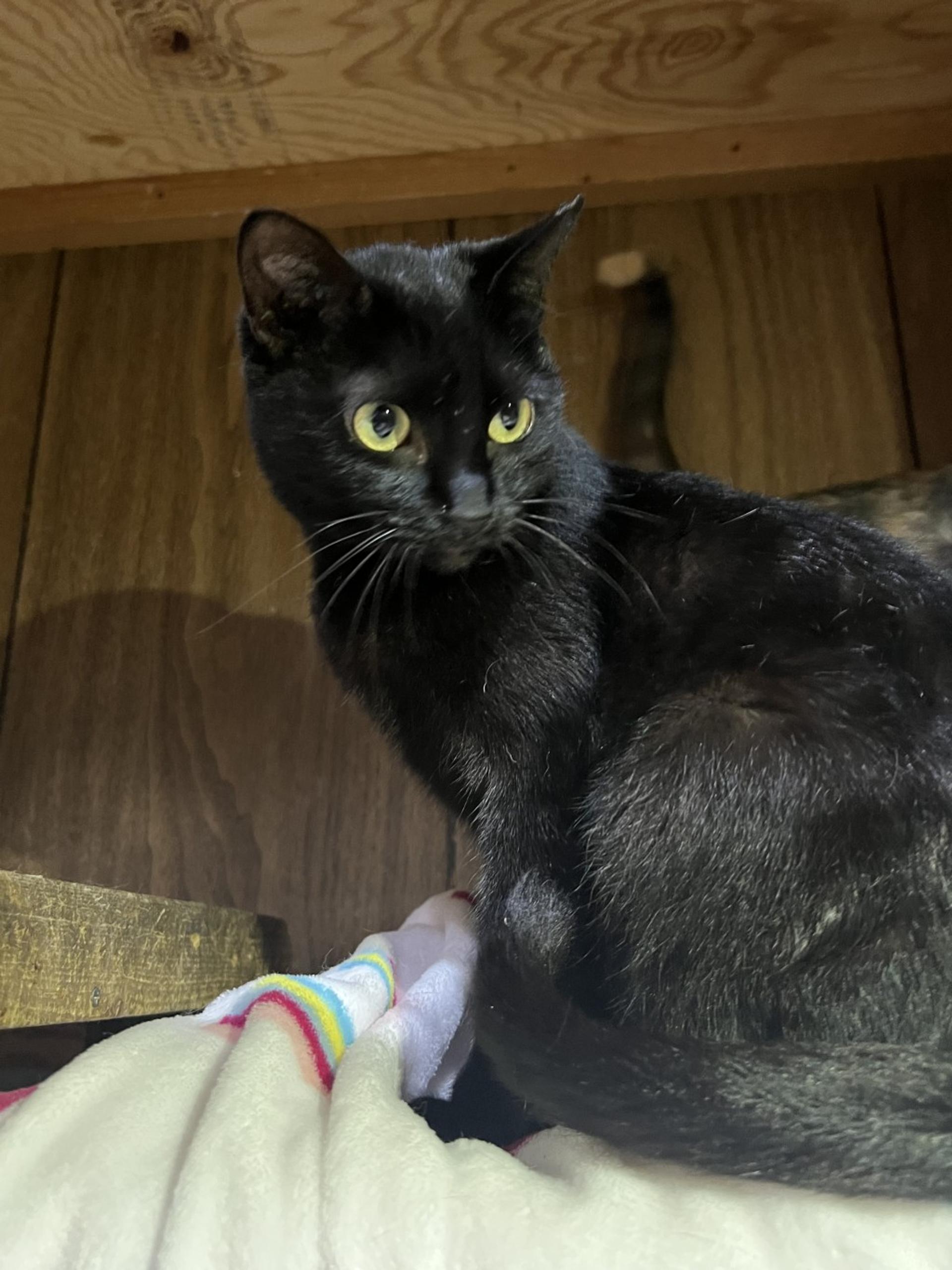 pet-image-4