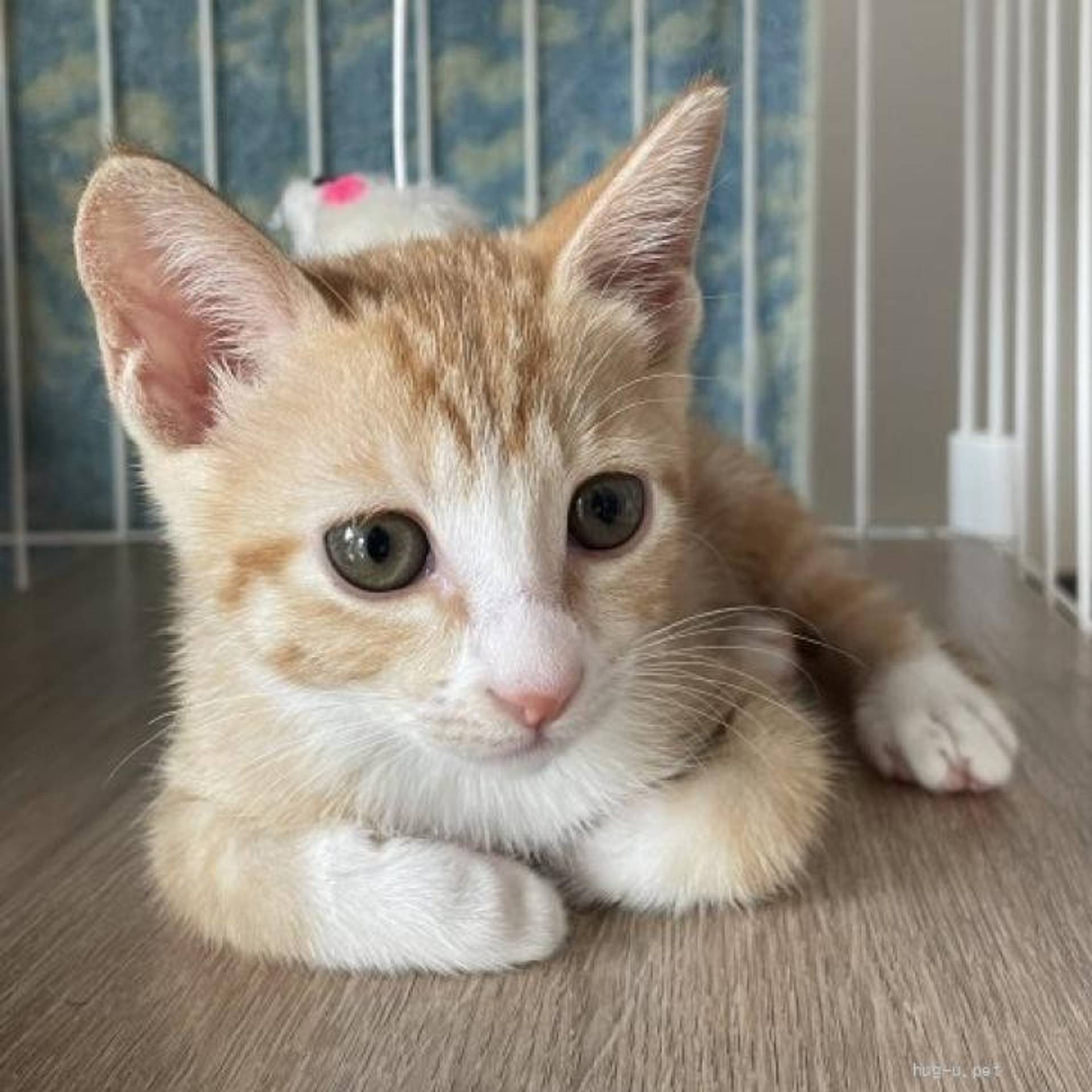 雑種（ミックス猫）・メスの里親募集の写真